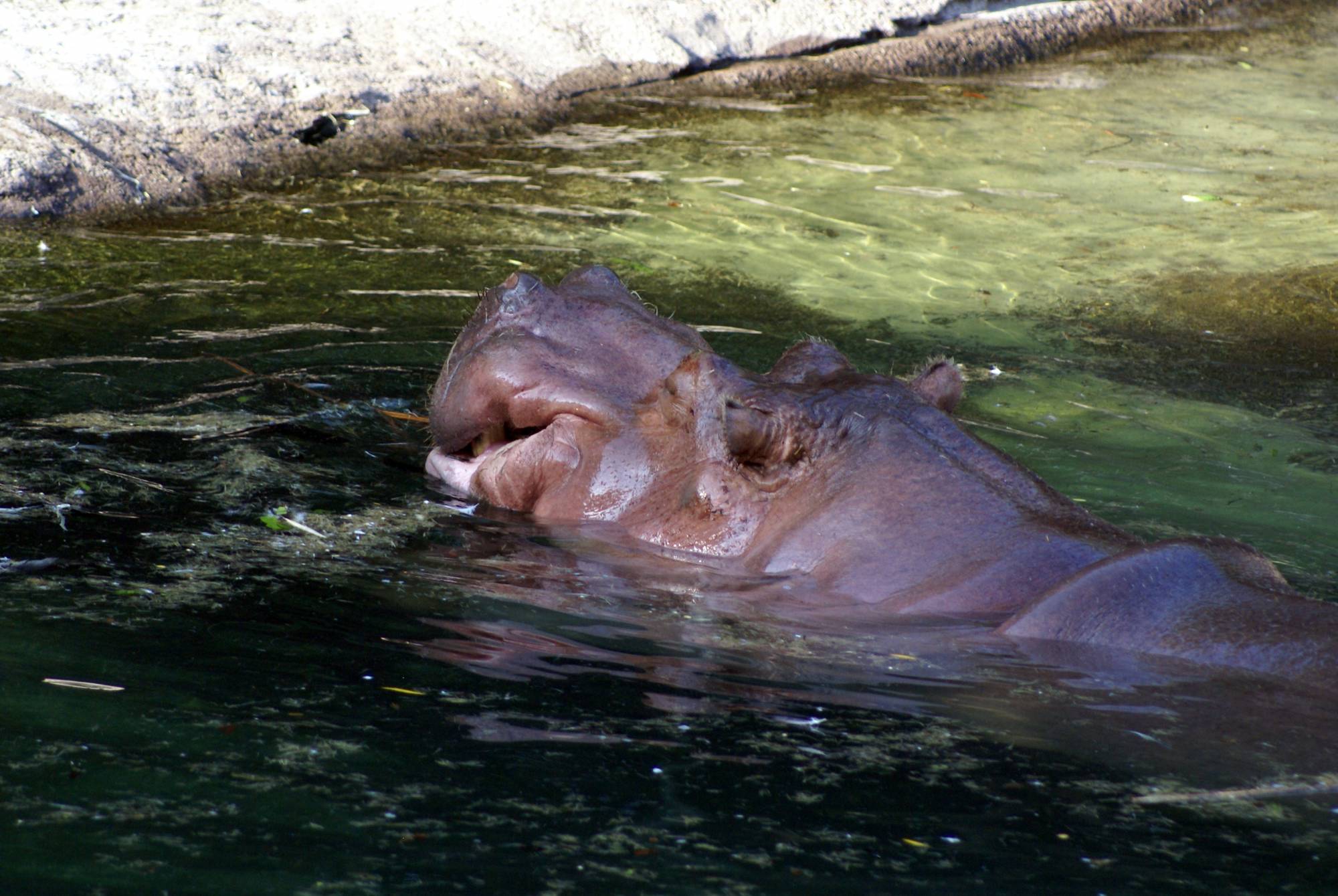 Hippos on the Sunrise Safari 13