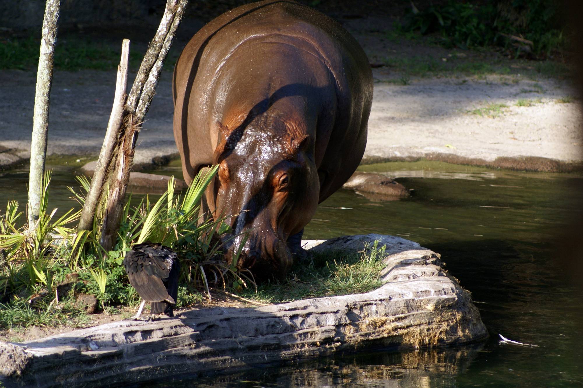 Hippos on the Sunrise Safari 14