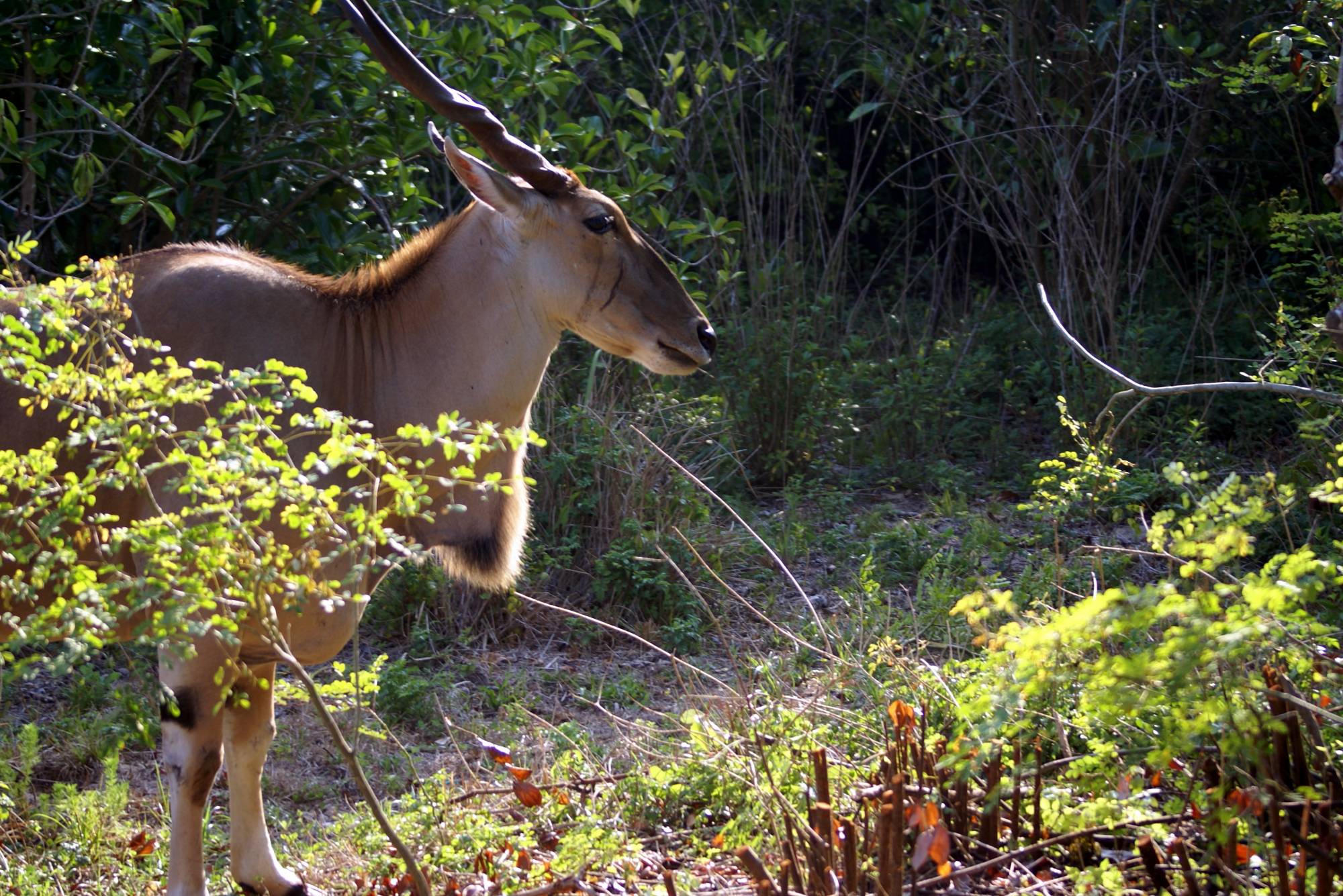 Eland on the Sunrise Safari 6