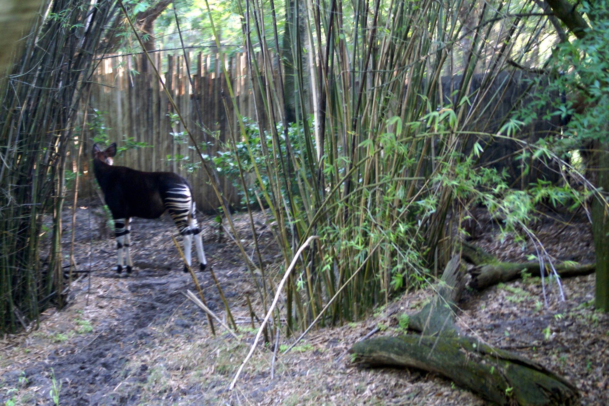 Okapi on the Sunrise Safari