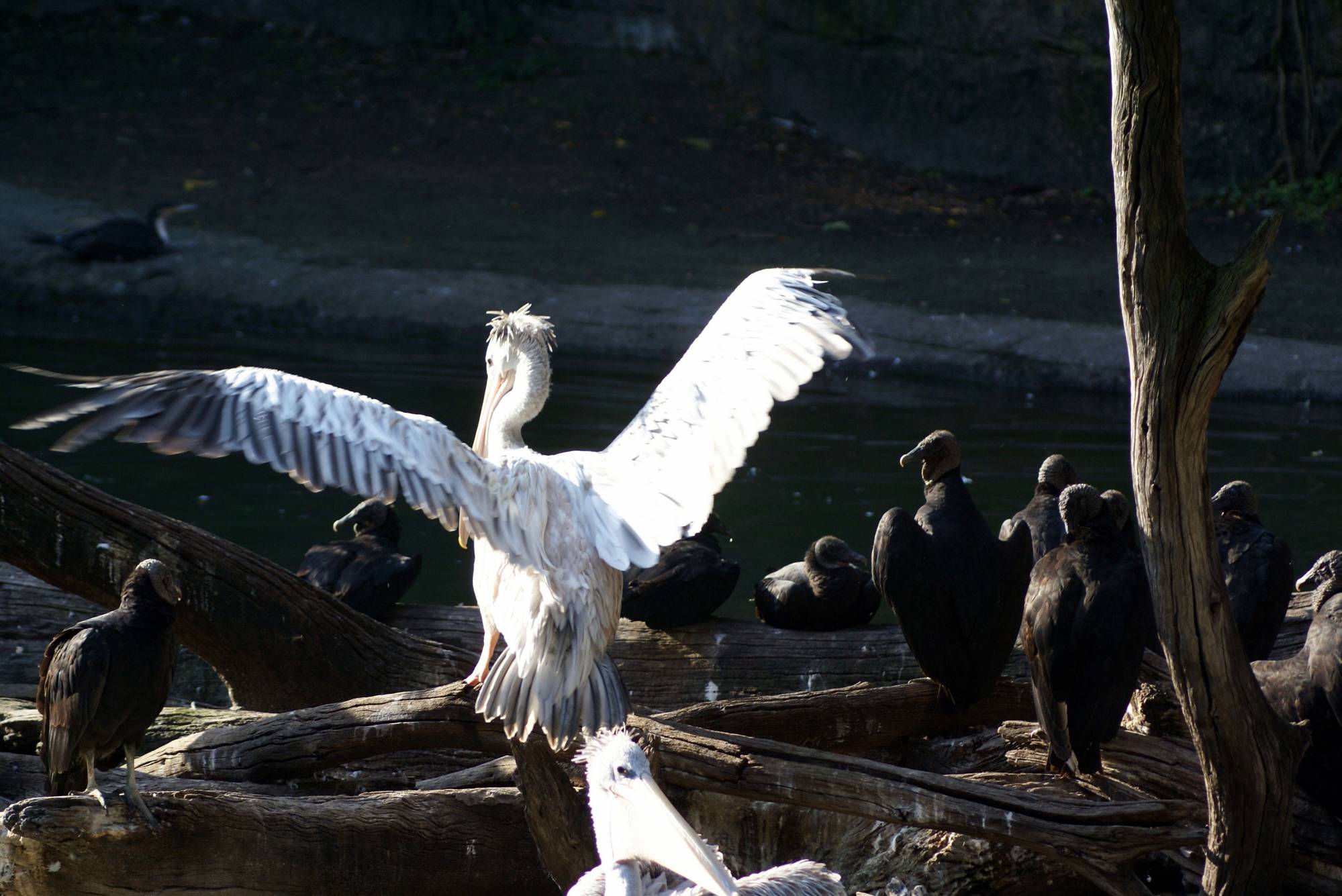 Pelican on the Sunrise Safari 3