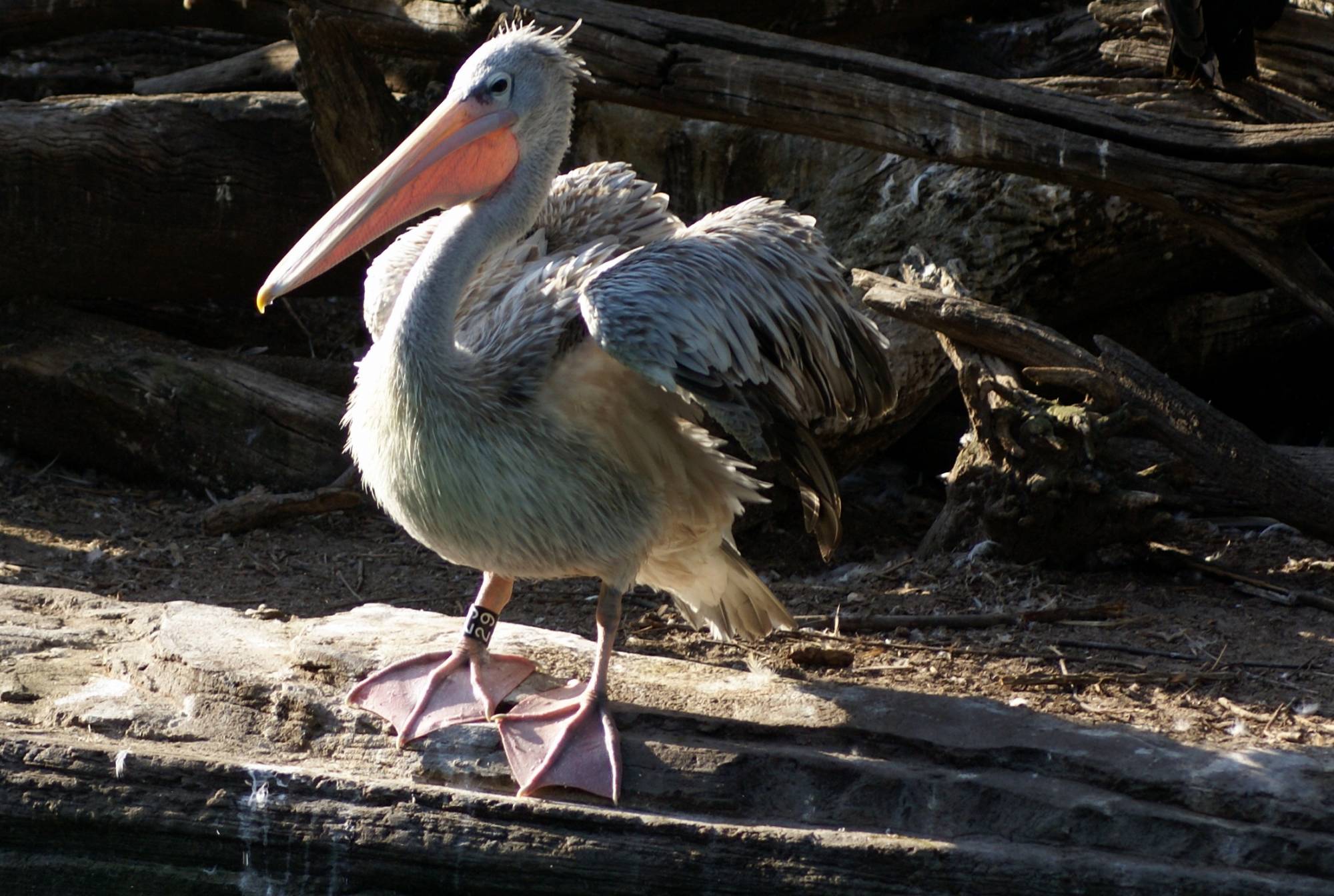 Pelican on the Sunrise Safari 4