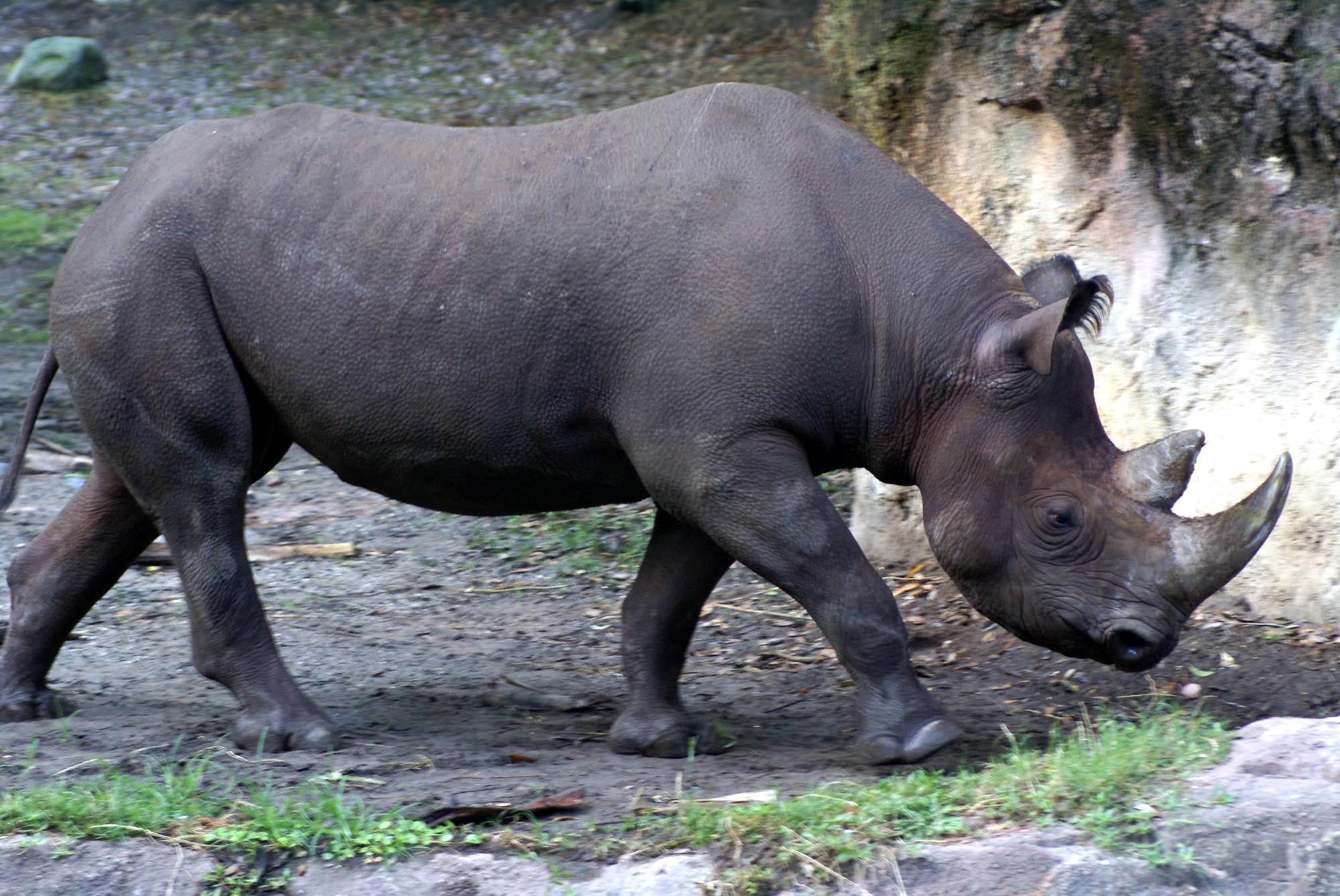 Black Rhino on the Sunrise Safari 8