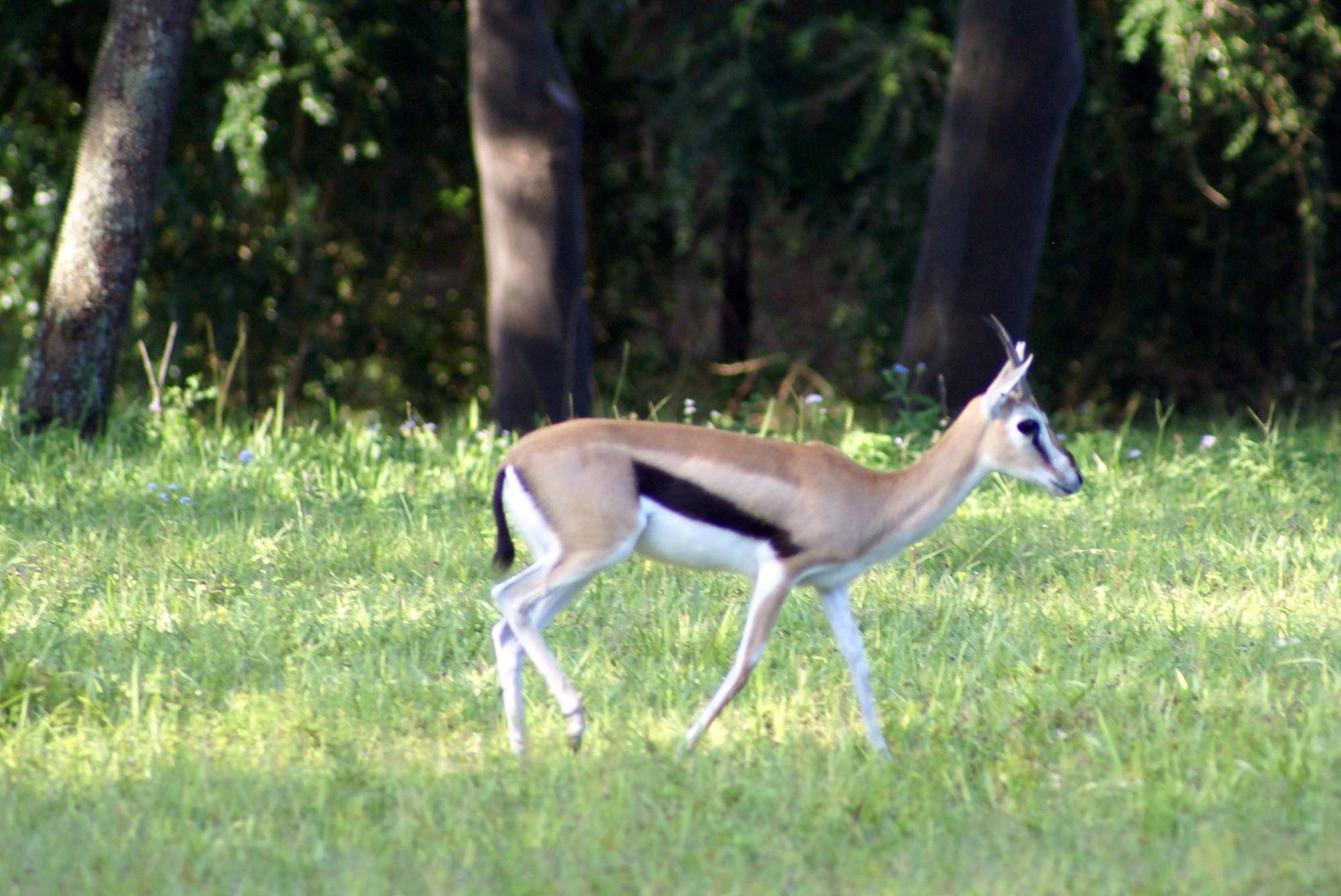 Thompson Gazelles on Sunrise Safari 2