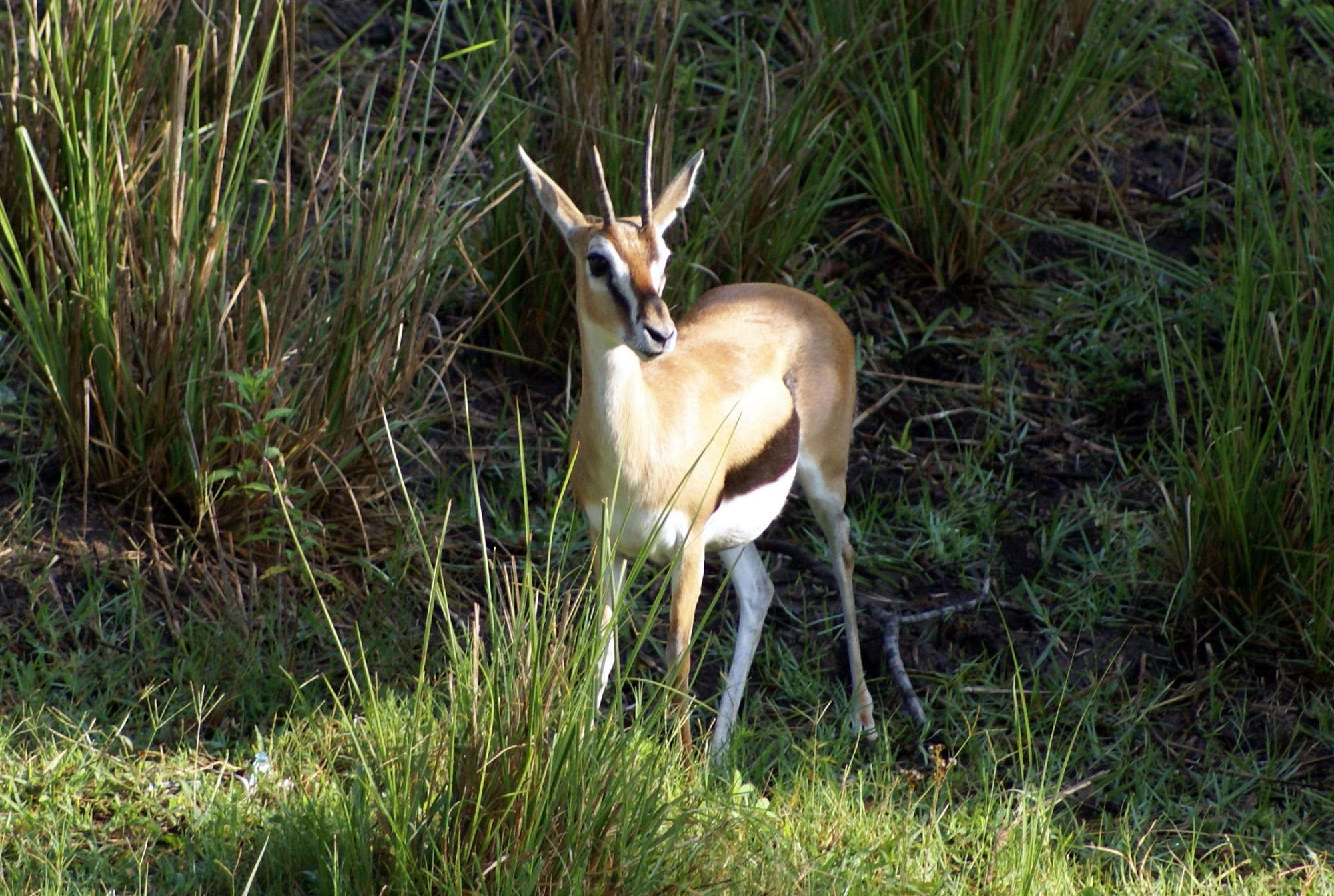 Thompson Gazelles on Sunrise Safari 3