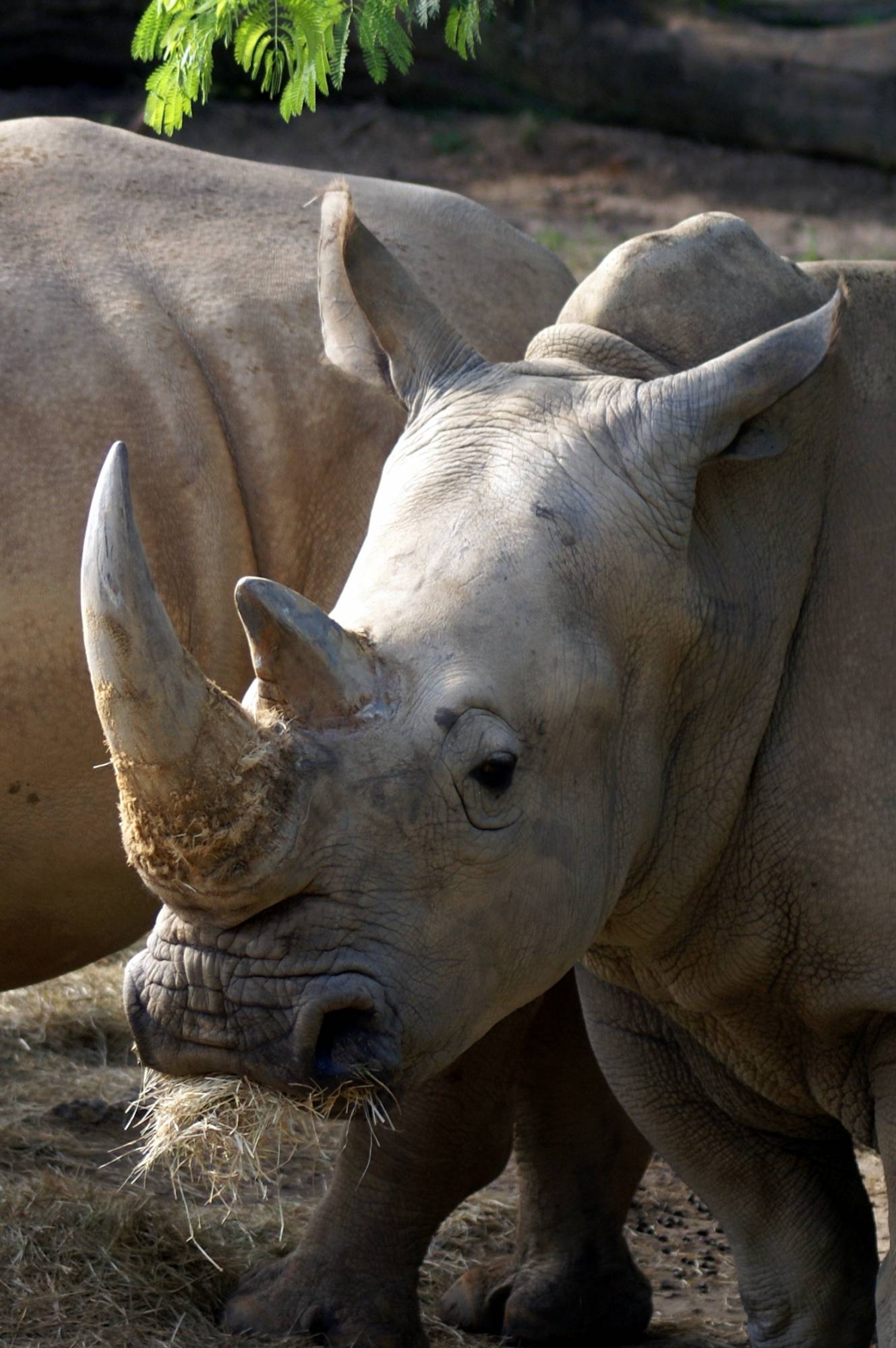 White Rhino on Sunrise Safari 5