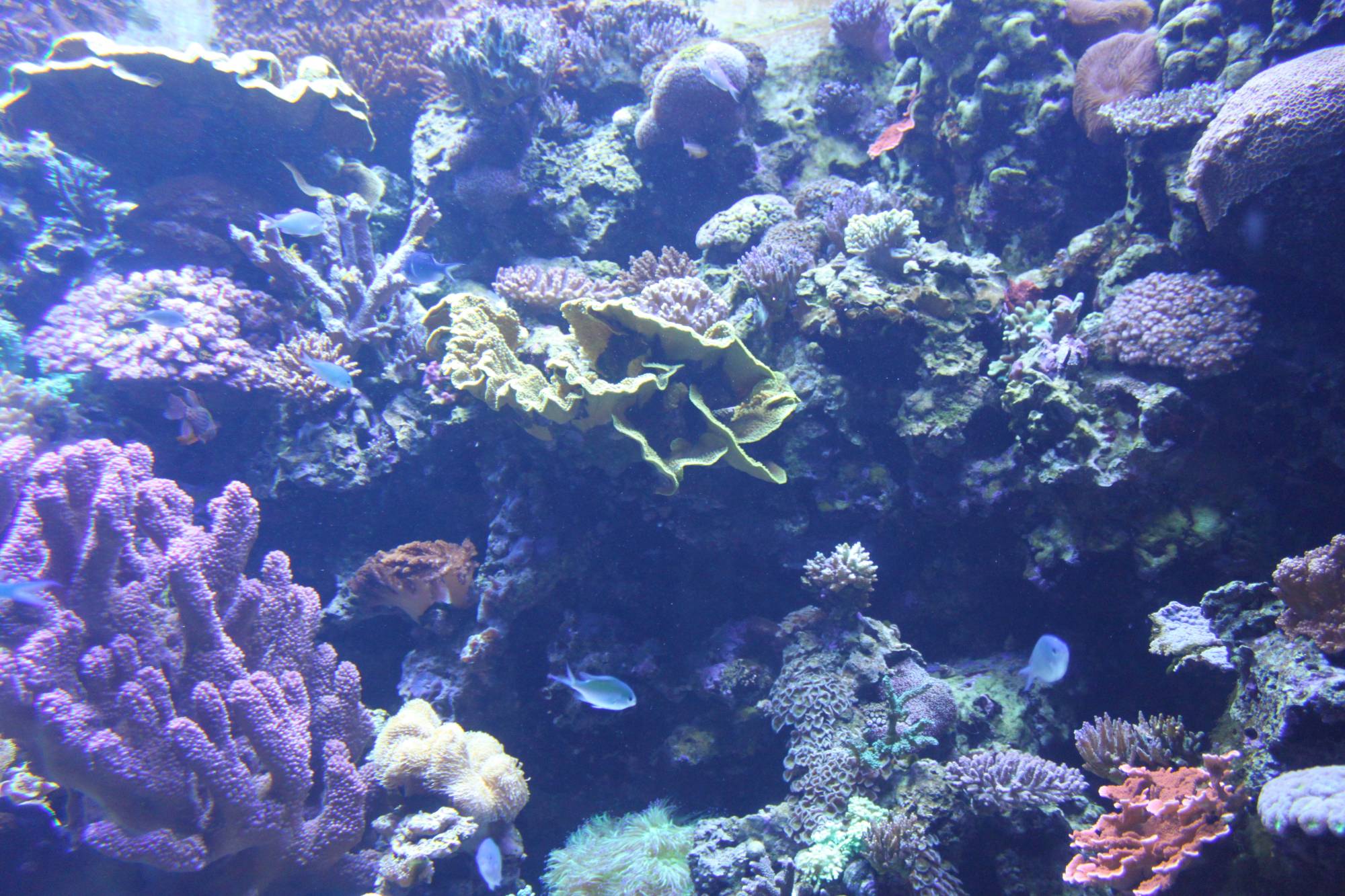 Aquarium of the Pacific - coral