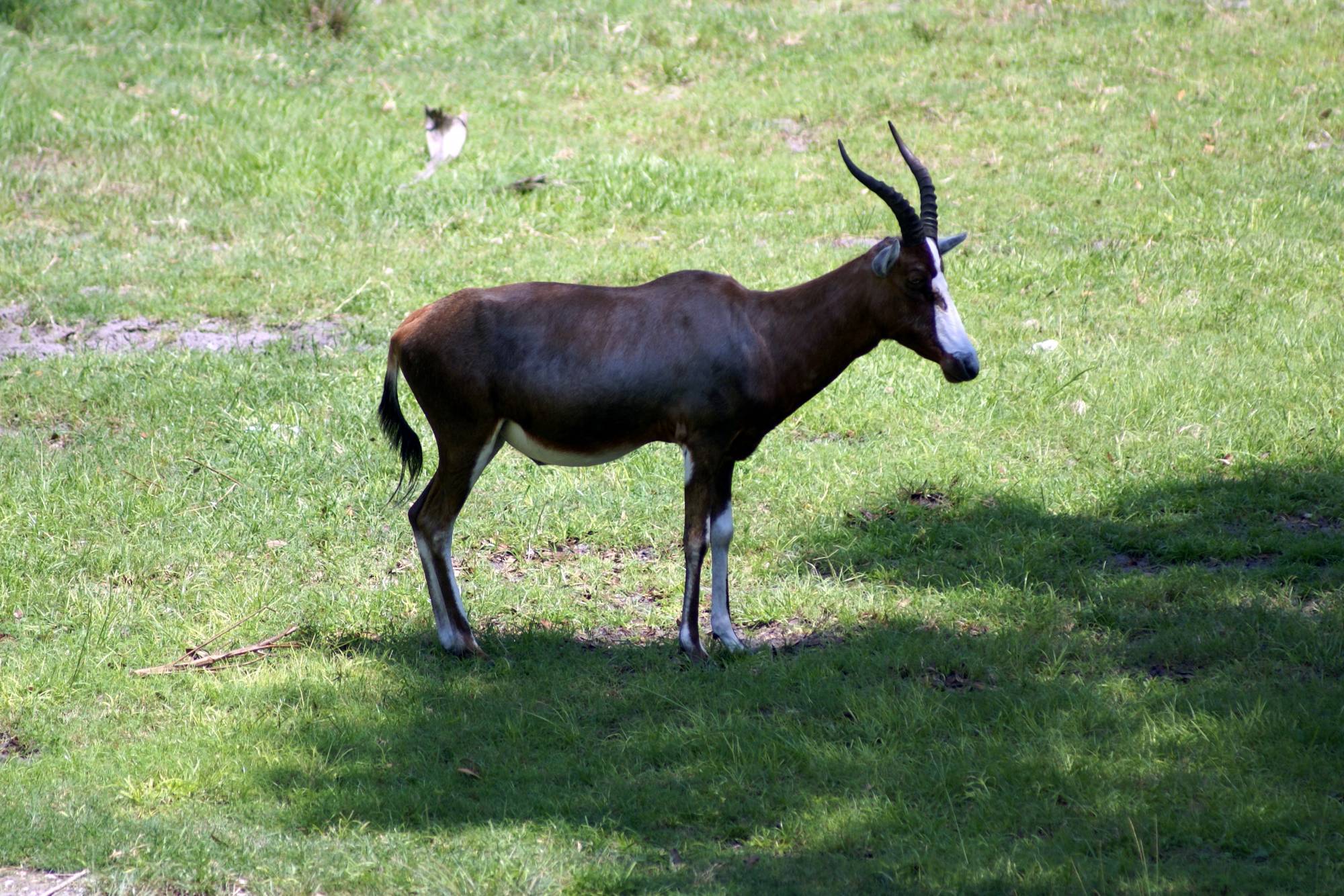 Antelope from our AKL balcony Kidani