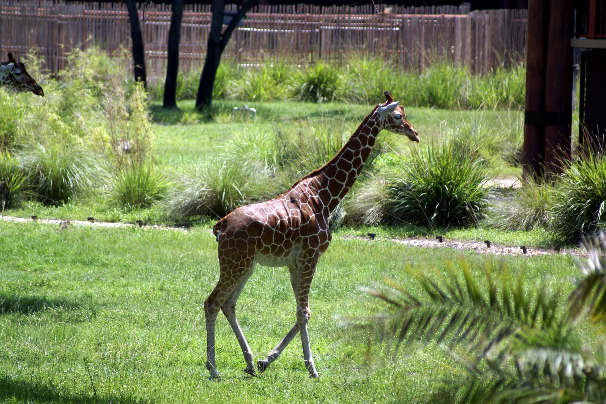 Giraffe at Kidani Village 2