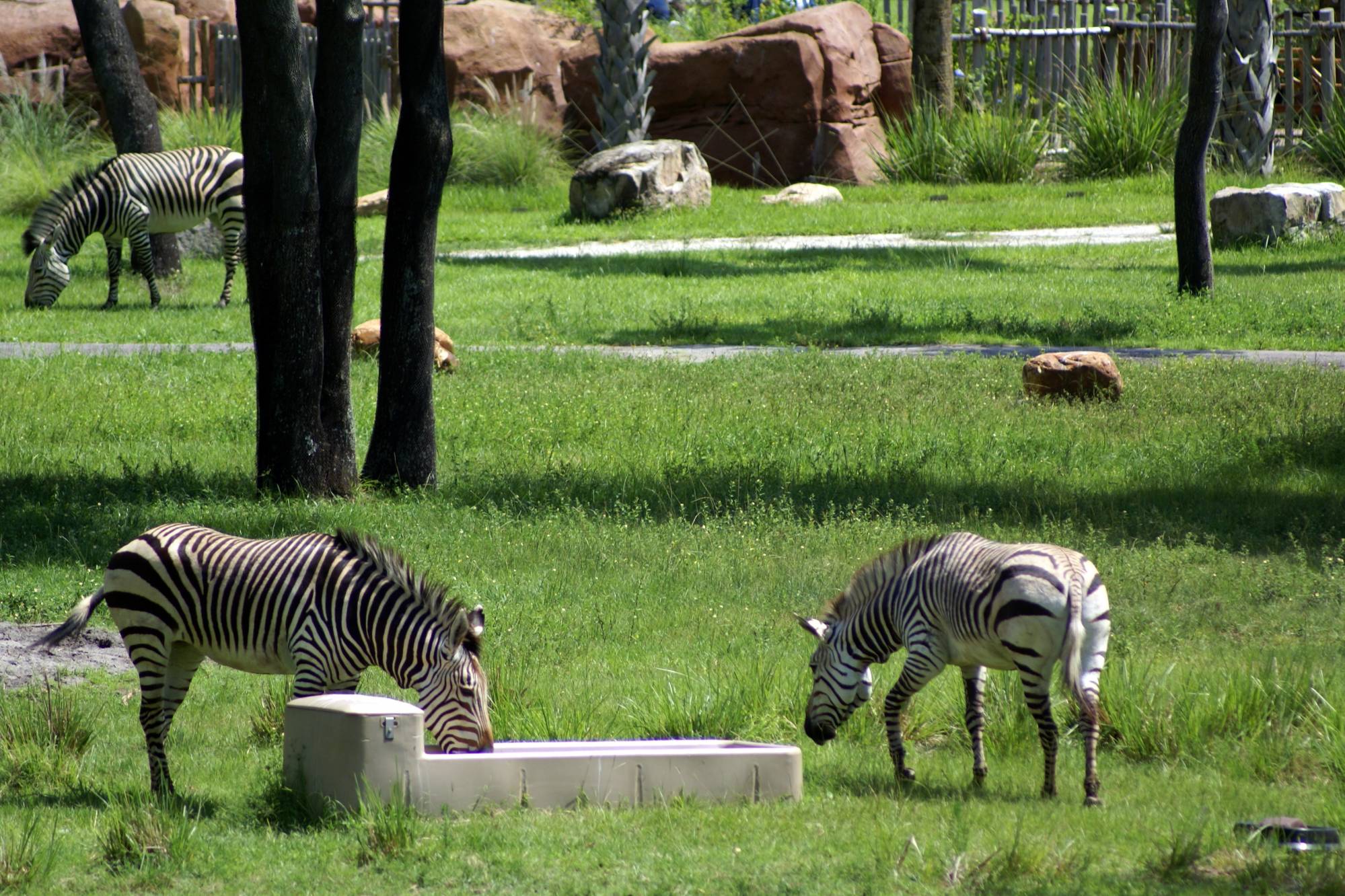 Zebras at Play