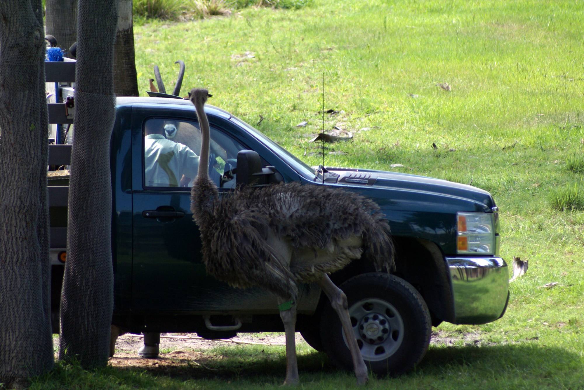 Osstrich by the Truck on the Savannah