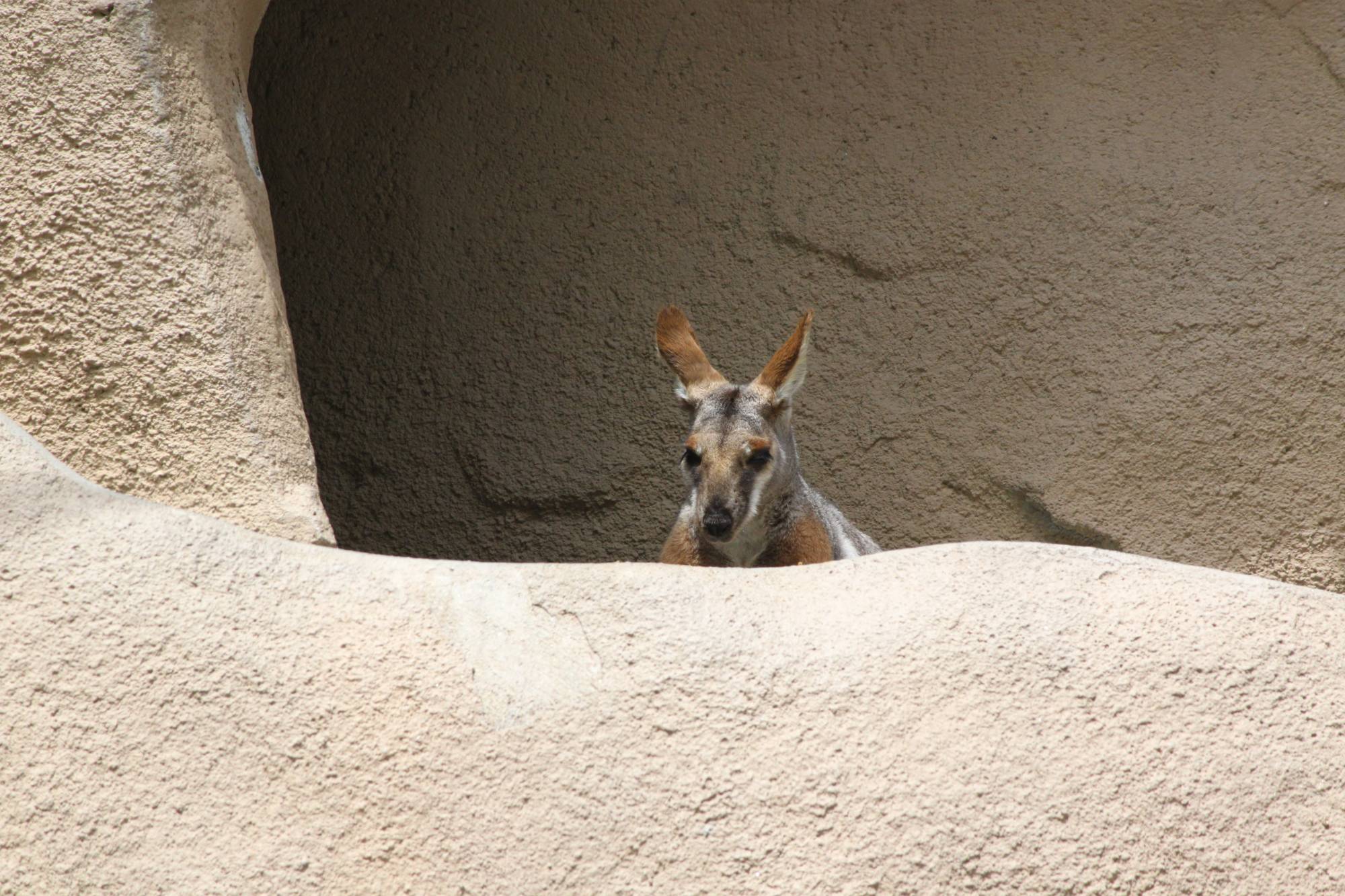 Wallaby at the San Diego Zoo