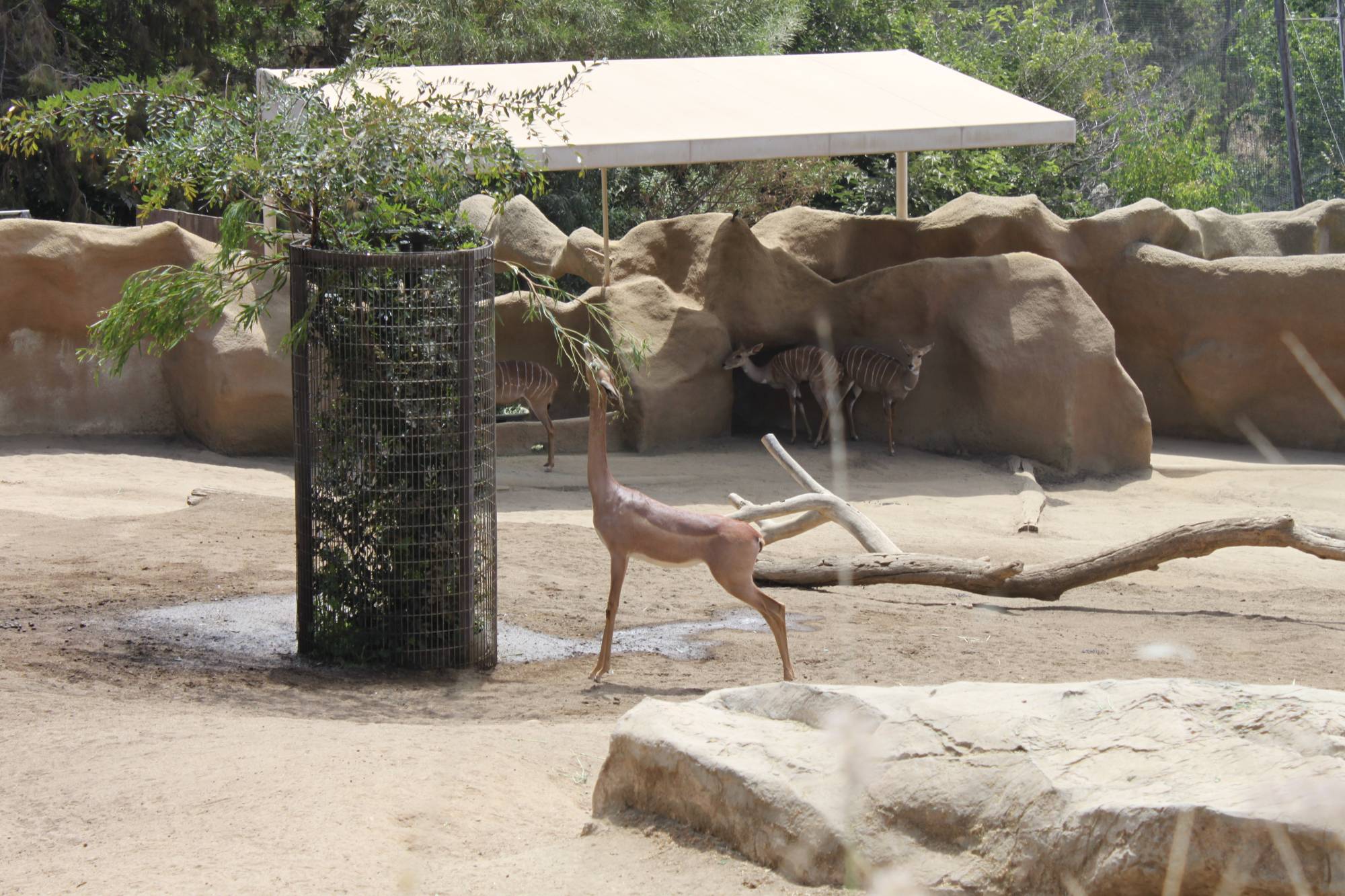 A gerenuk having a little snack at the San Diego Zoo