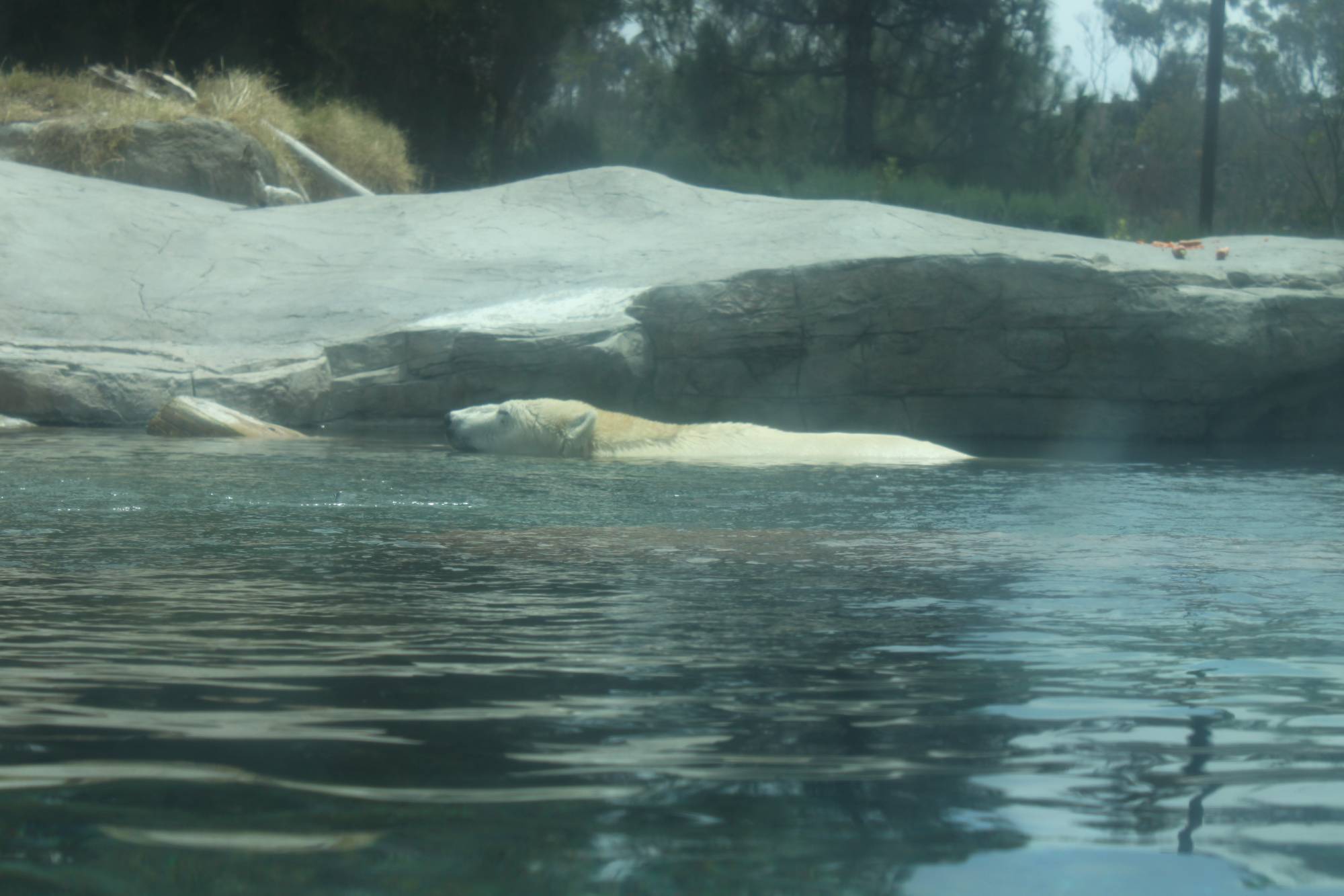 Swimming polar bear at the San Diego Zoo