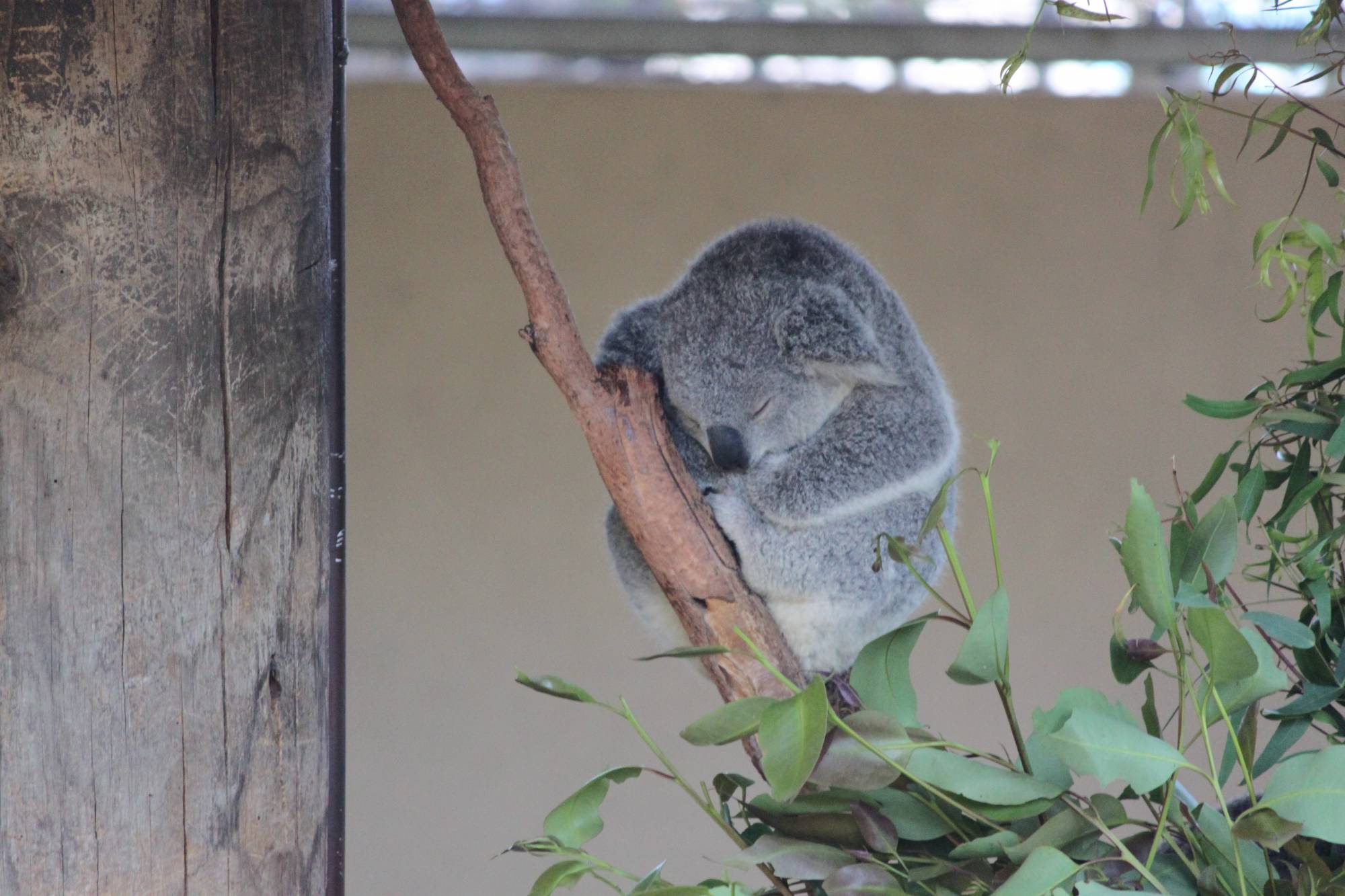 Koala taking a little nap at the San Diego Zoo