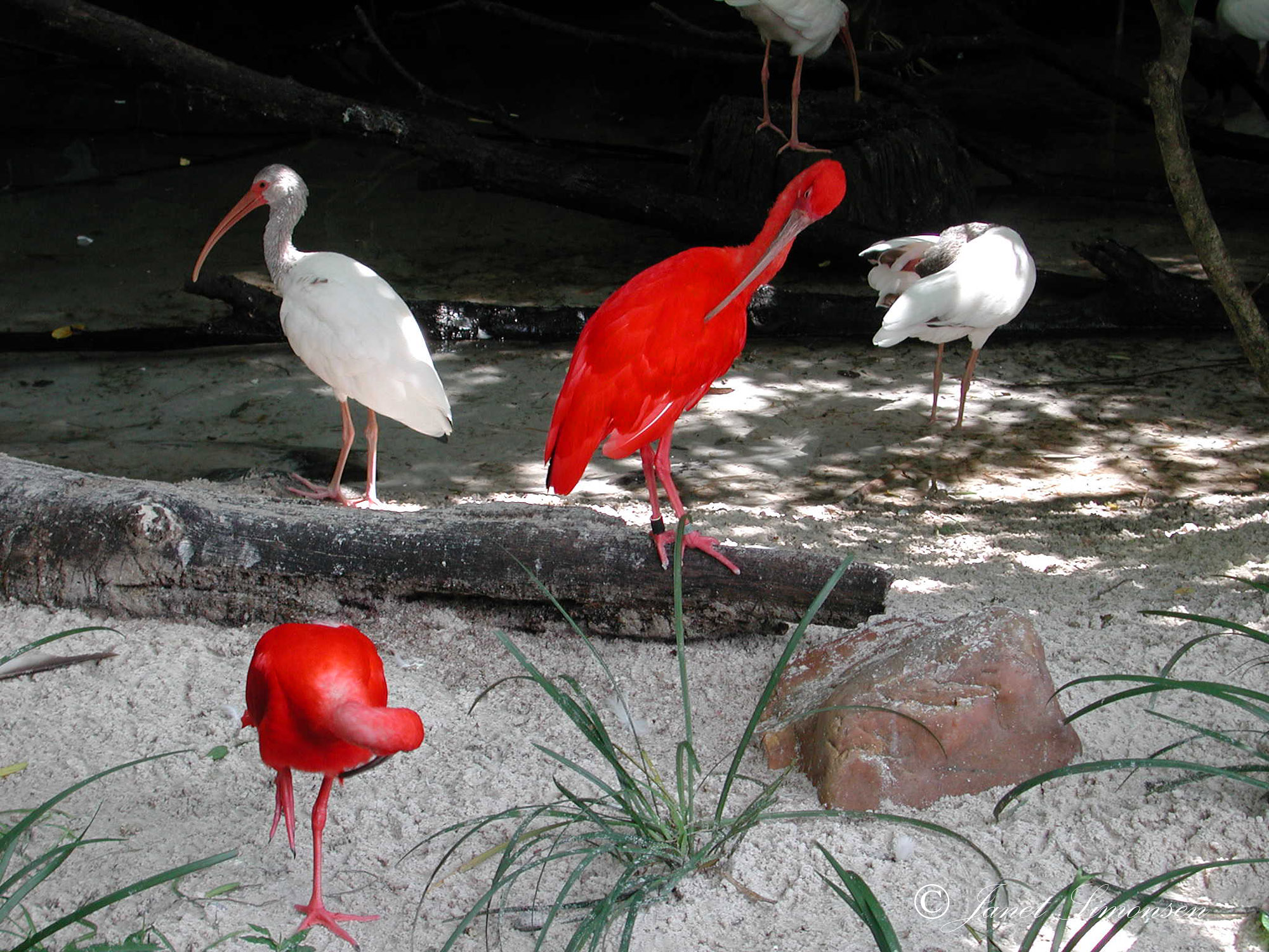 Animal Kingdom-Wildlife