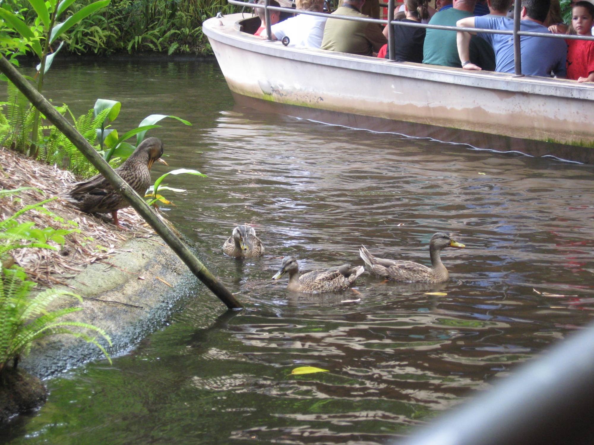 Jungle Cruise - Duck Crossing