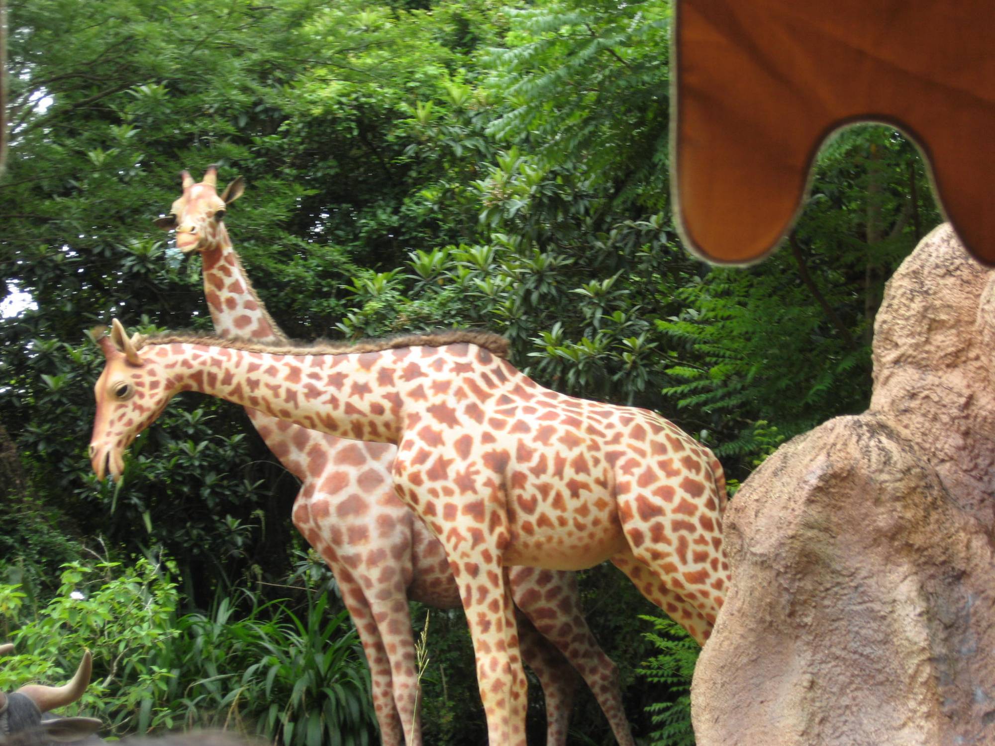 Jungle Cruise - Giraffes