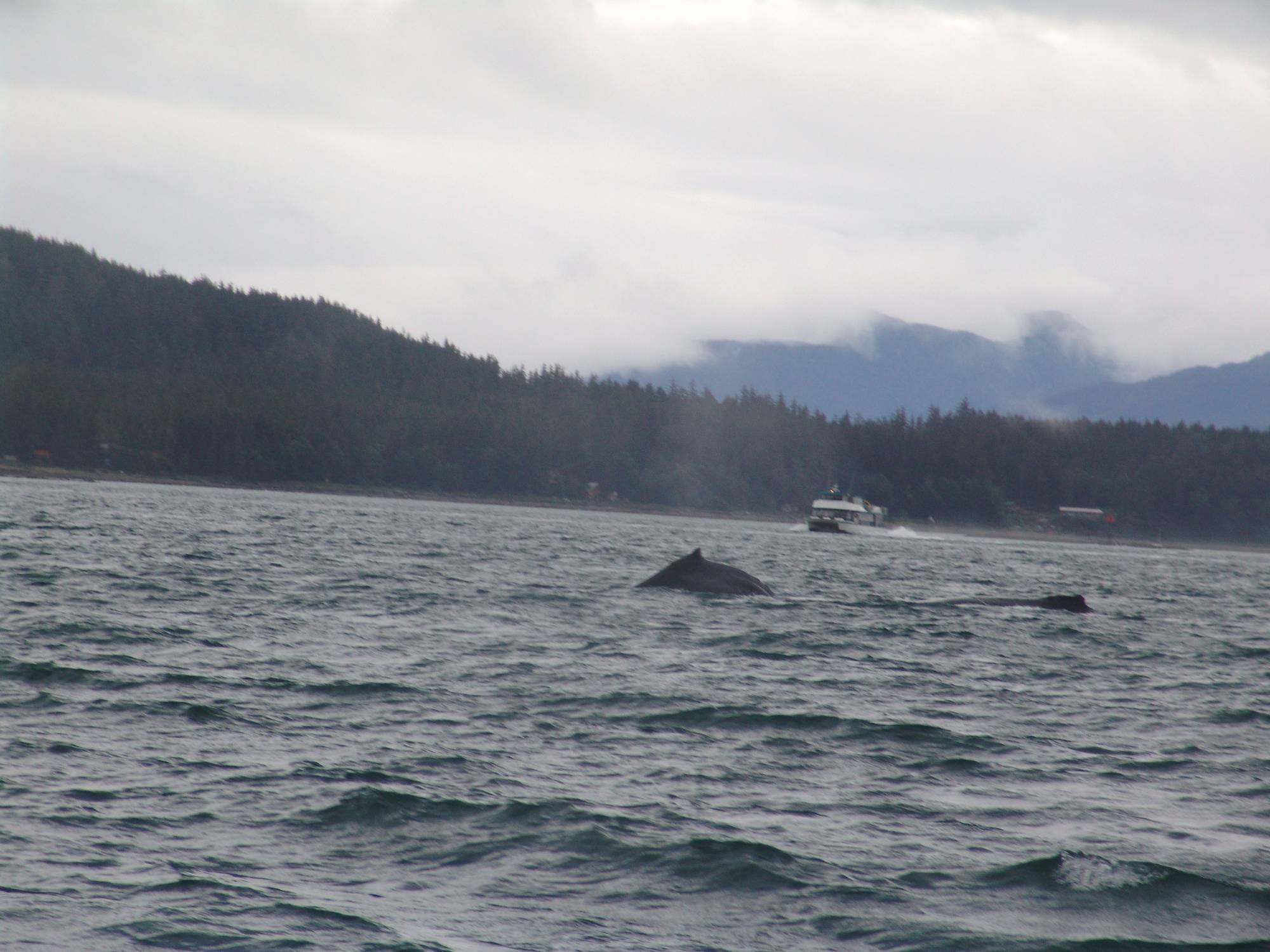 Juneau - whale watching