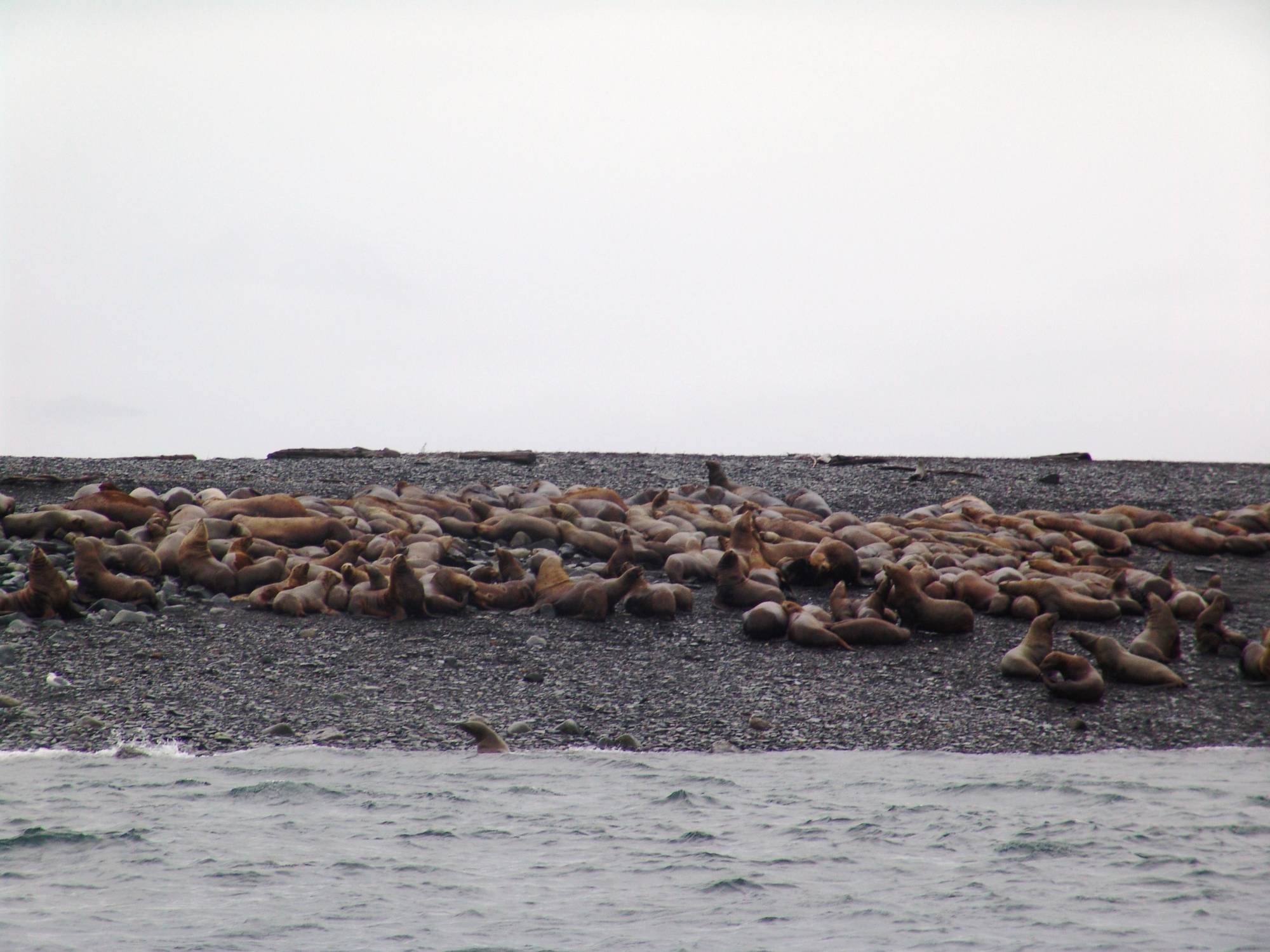 Juneau - whale watching