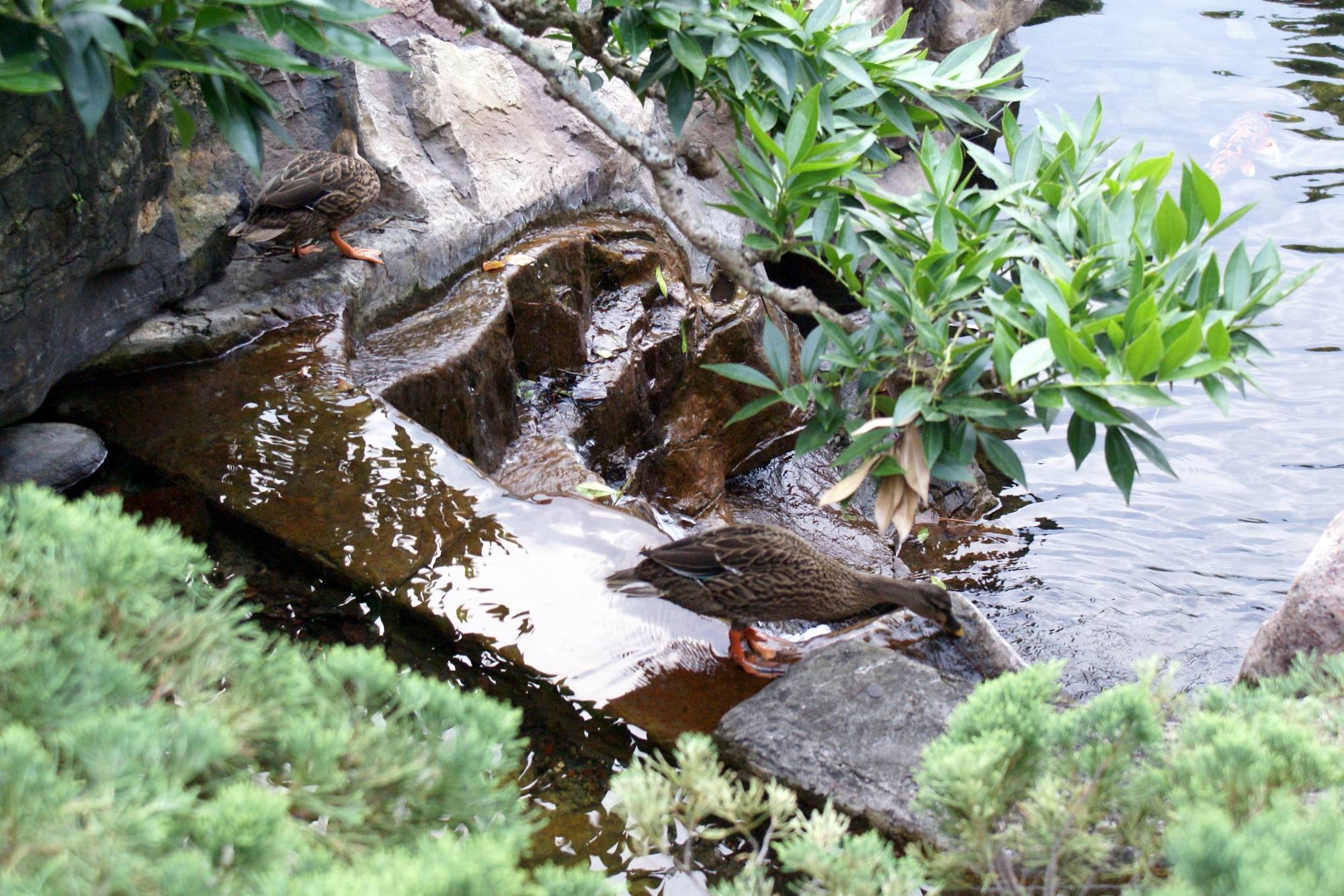 Japan's Koi Pond with a Duck