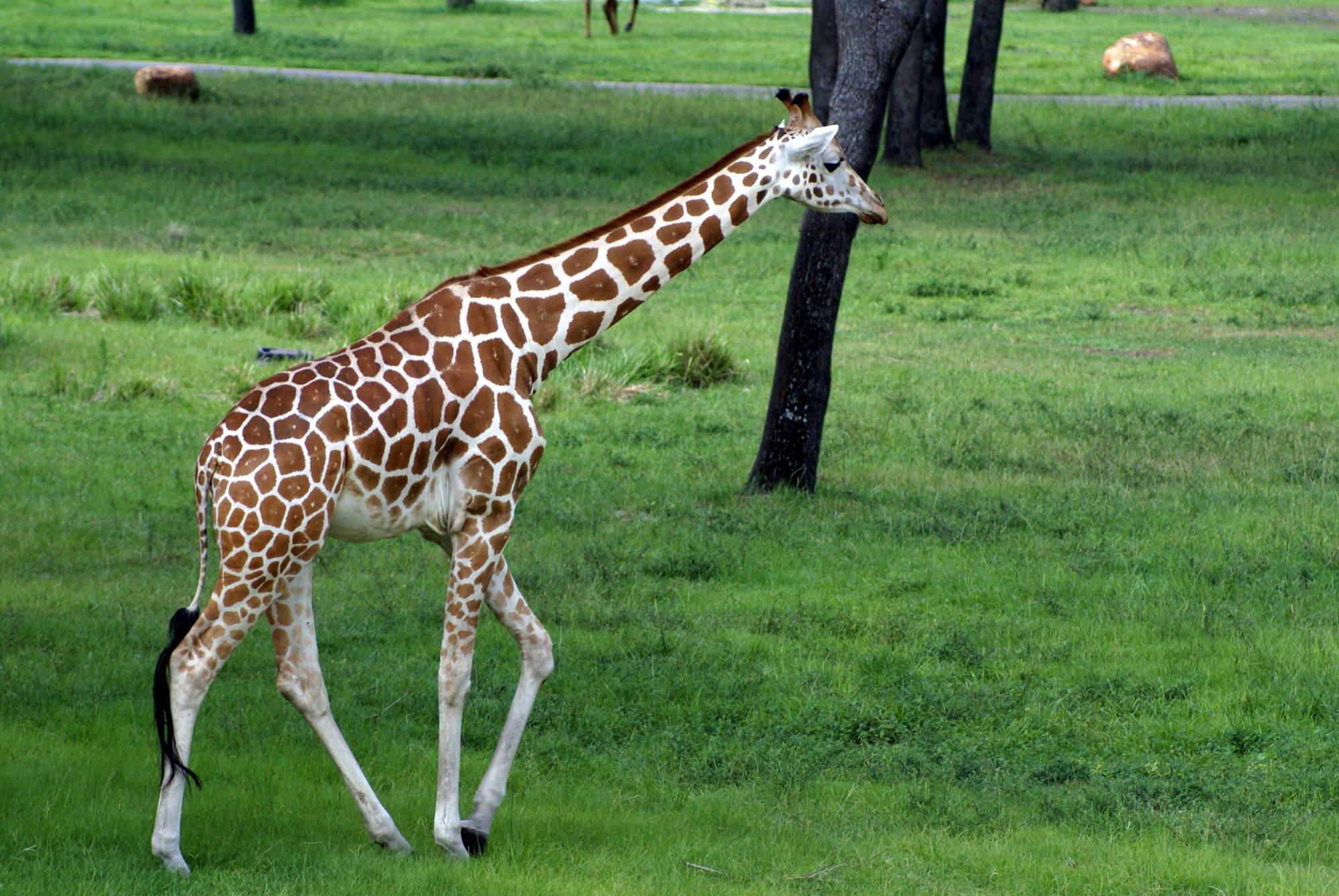 Savanna View of Giraffes 2