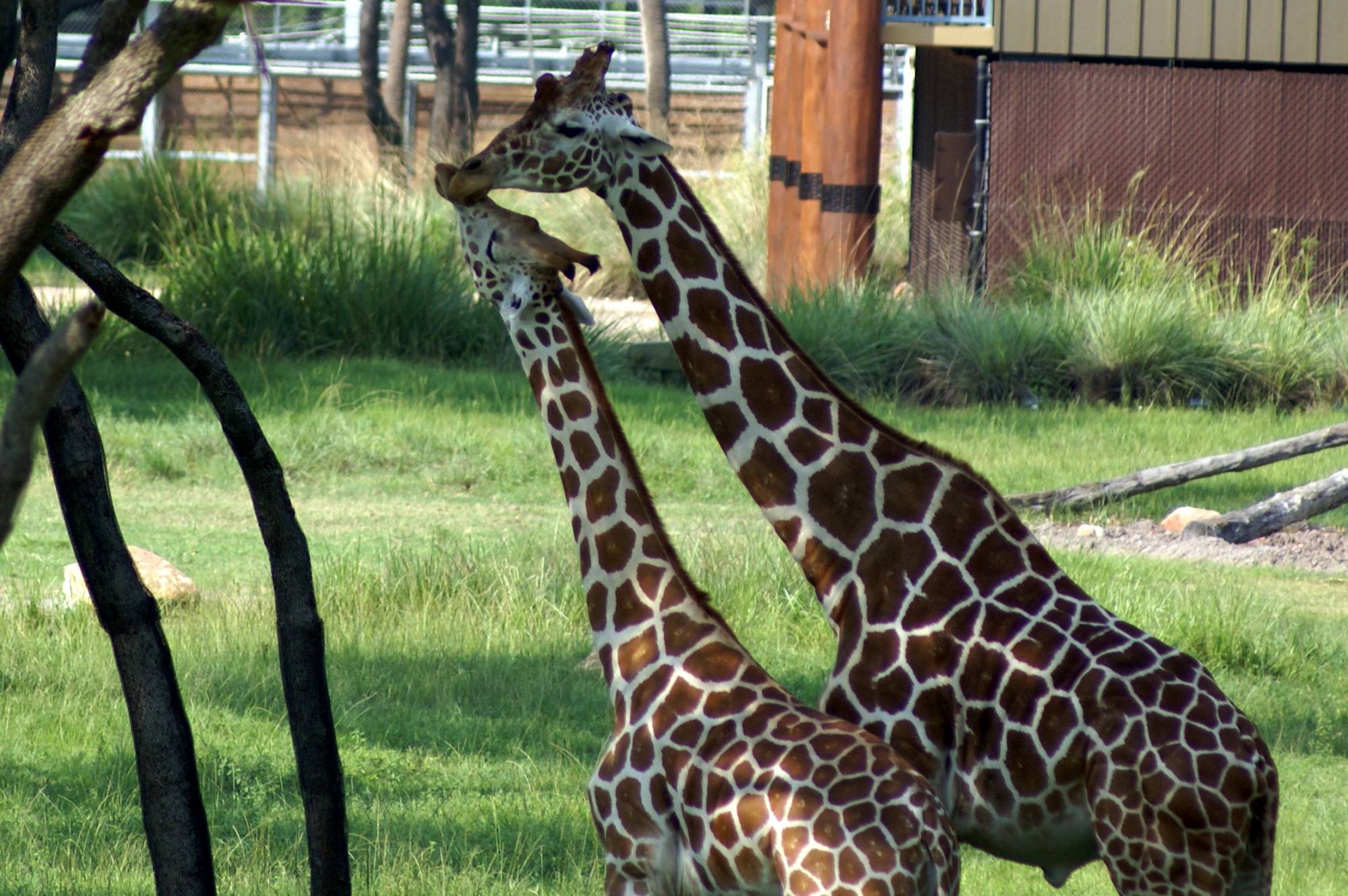 Savanna View of Mom and Baby Giraffe