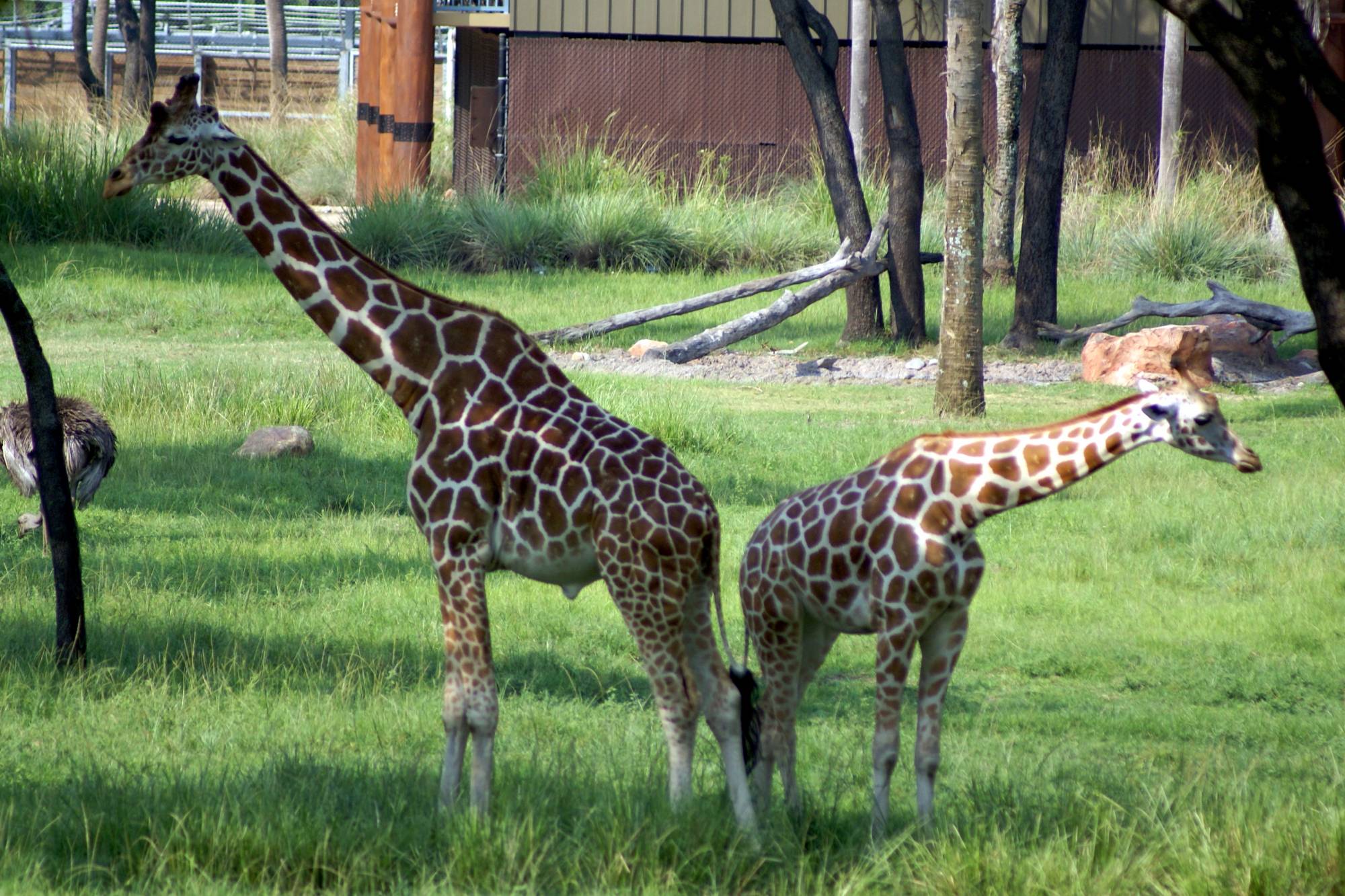 Savanna View of Two Giraffes