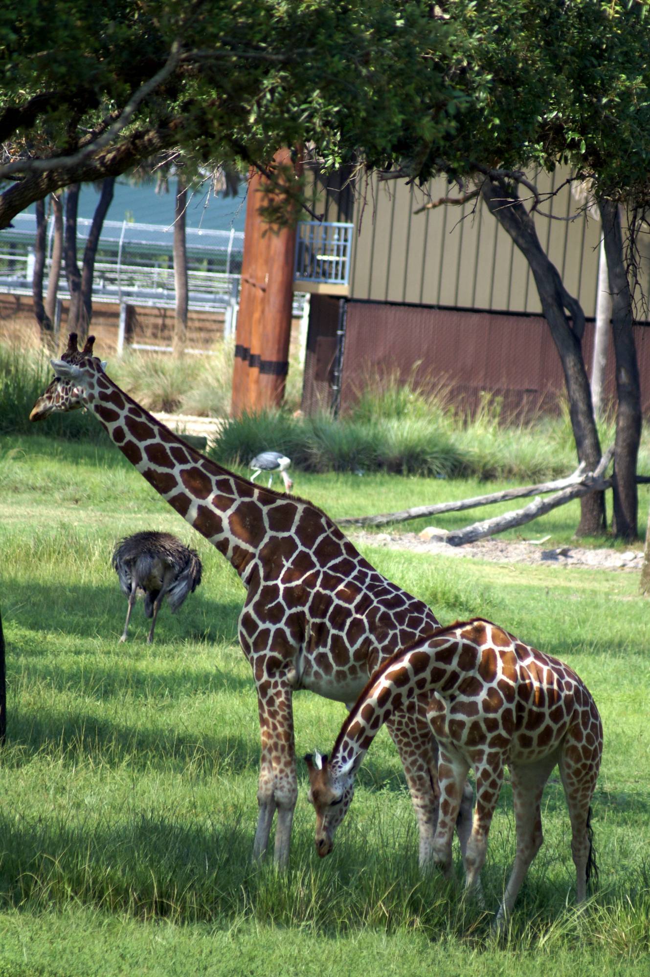 Savanna View of Two Giraffes 2