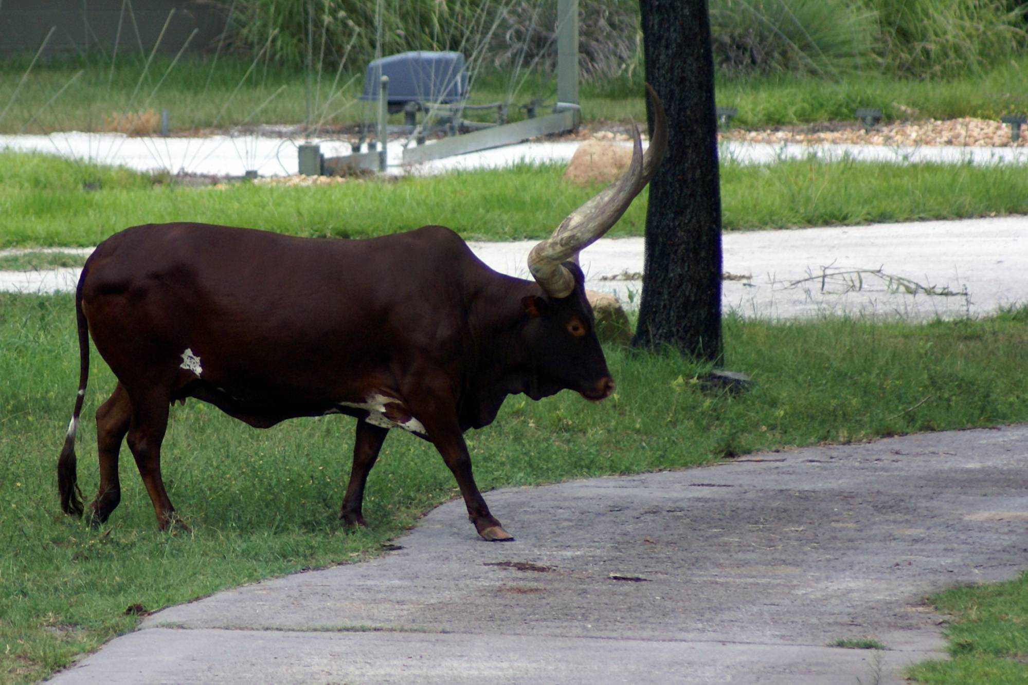 Ankole Cattle on the Savanna