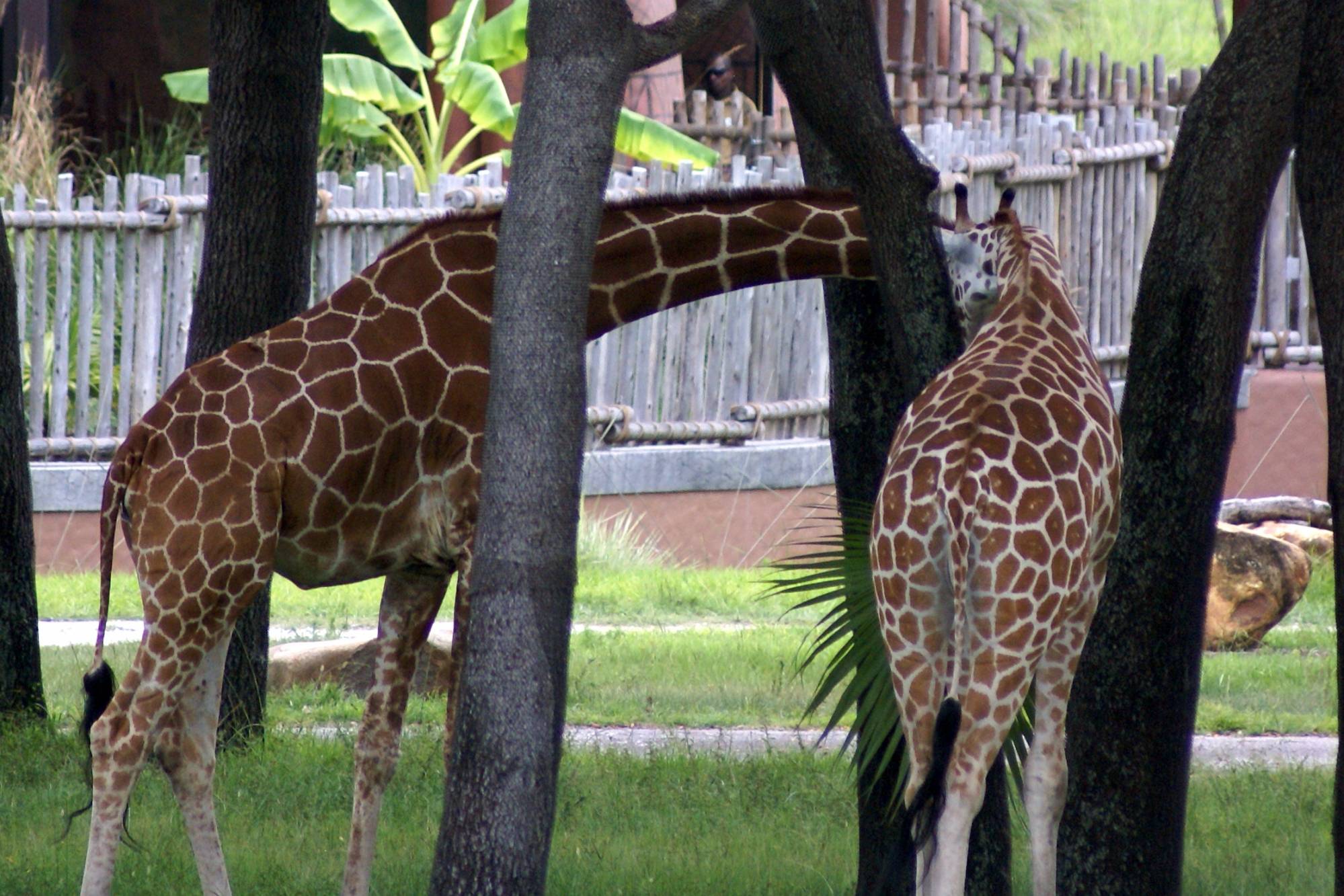 Feeding the Giraffes on the Savanna 2