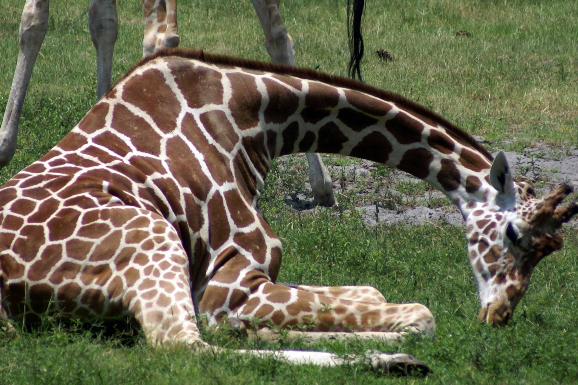 Resting Giraffe on the Savanna  4