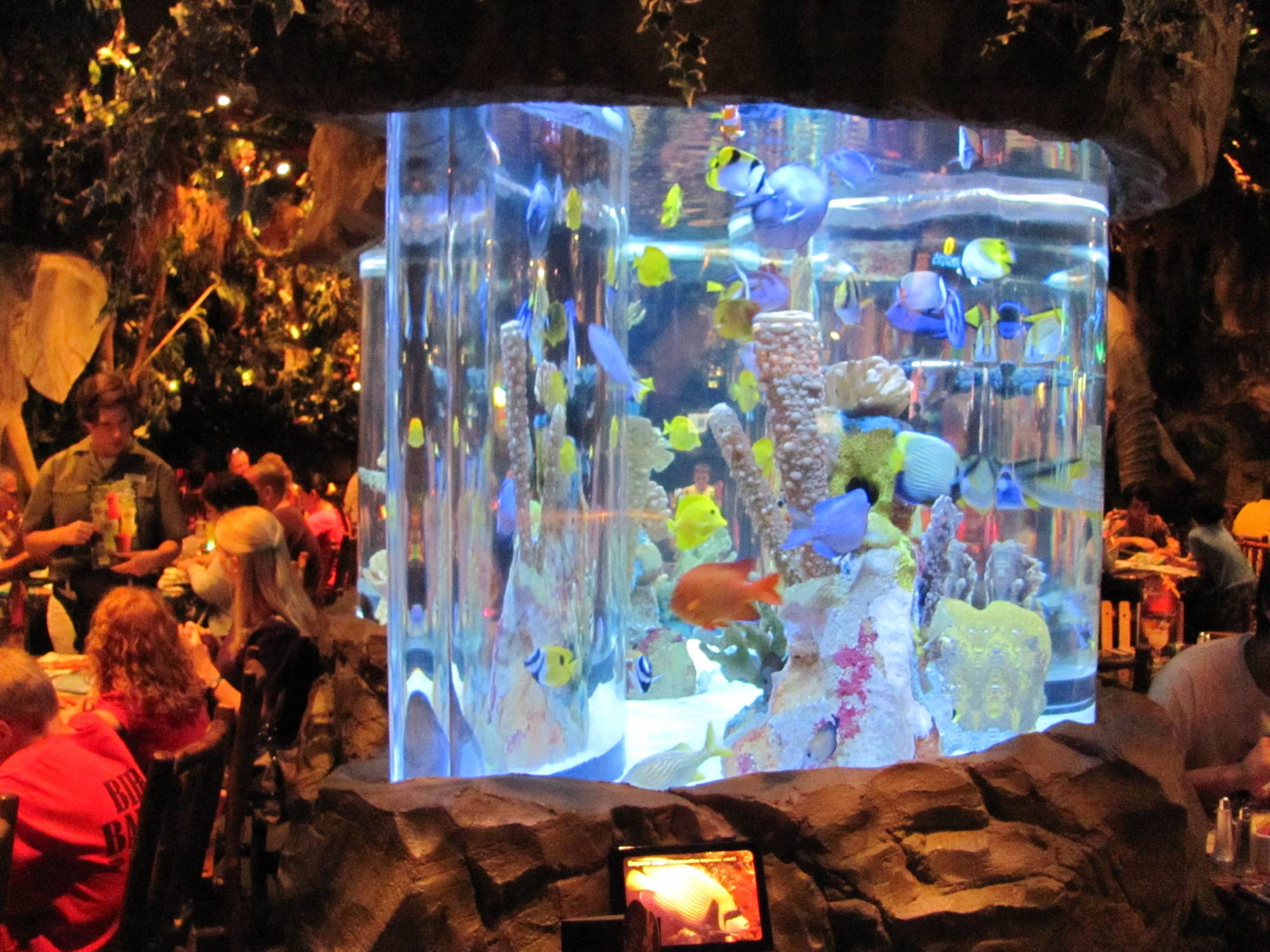 Rainforest Cafe at Downtown Disney