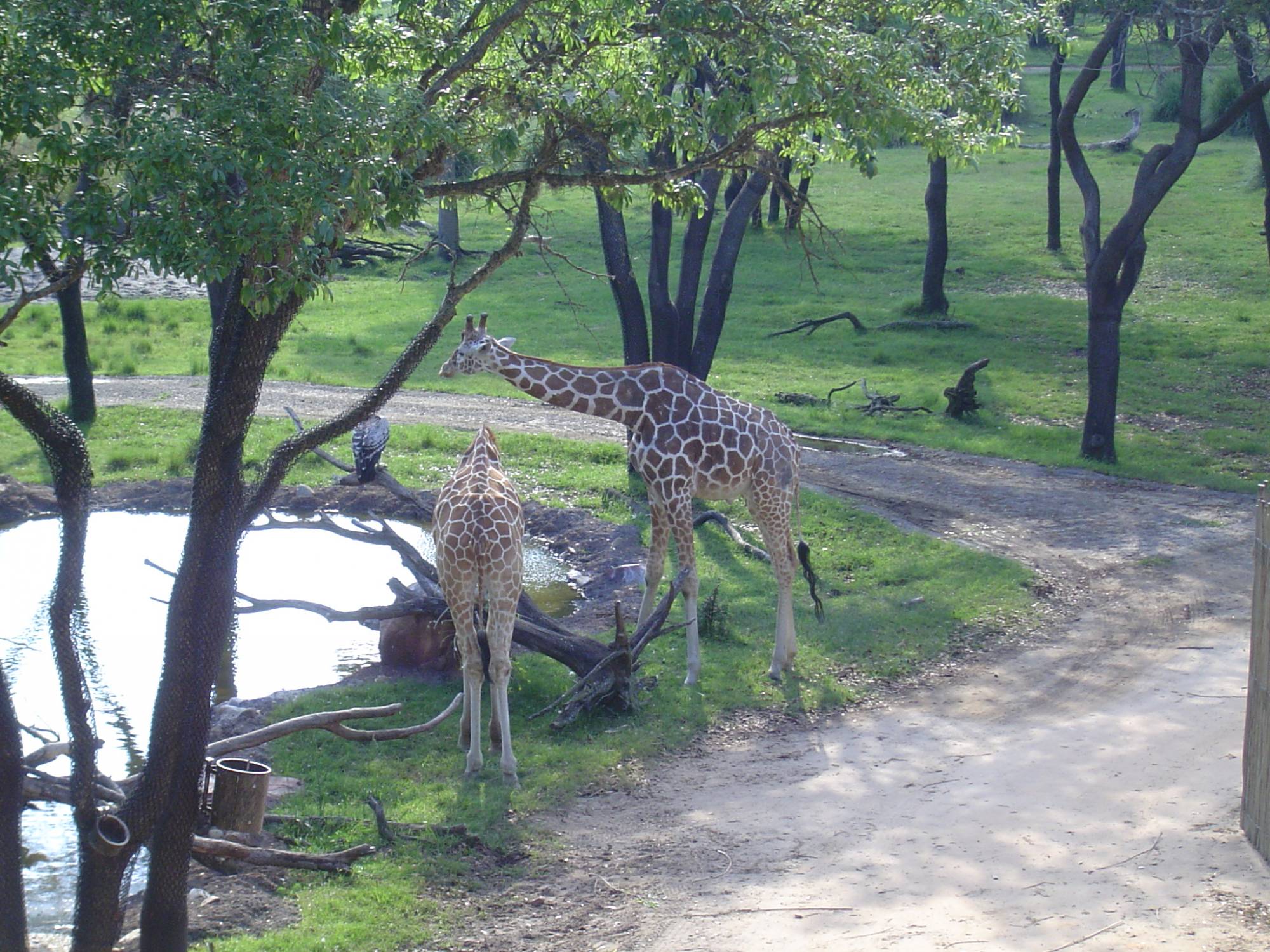 Animal Kingdom Lodge - giraffes on the savanna