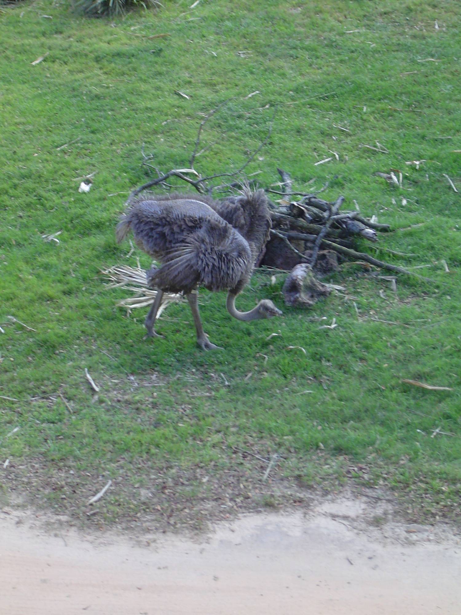 Animal Kingdom Lodge - ostrich on the savanna