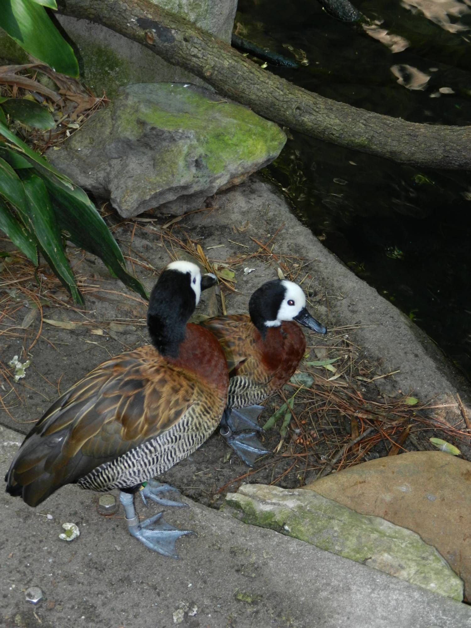 Pretty Ducks in the Oasis