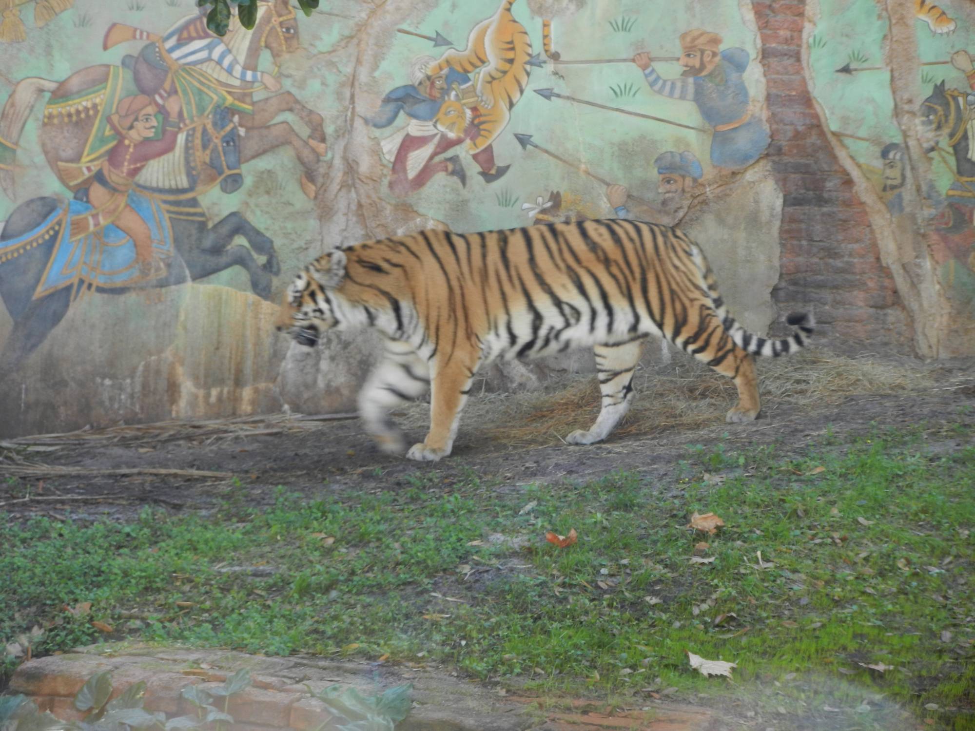 Tiger on the Maharaja Trek