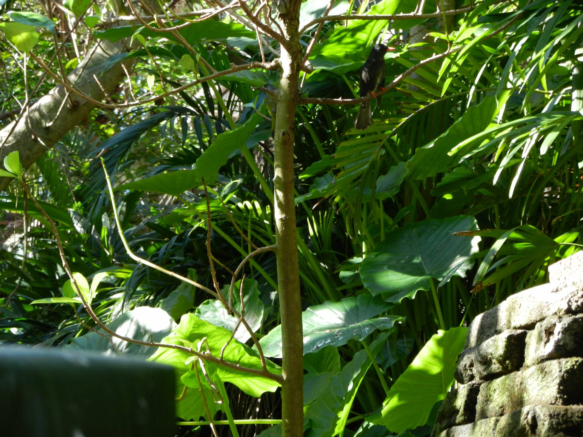 Hide and Seek in the Aviary