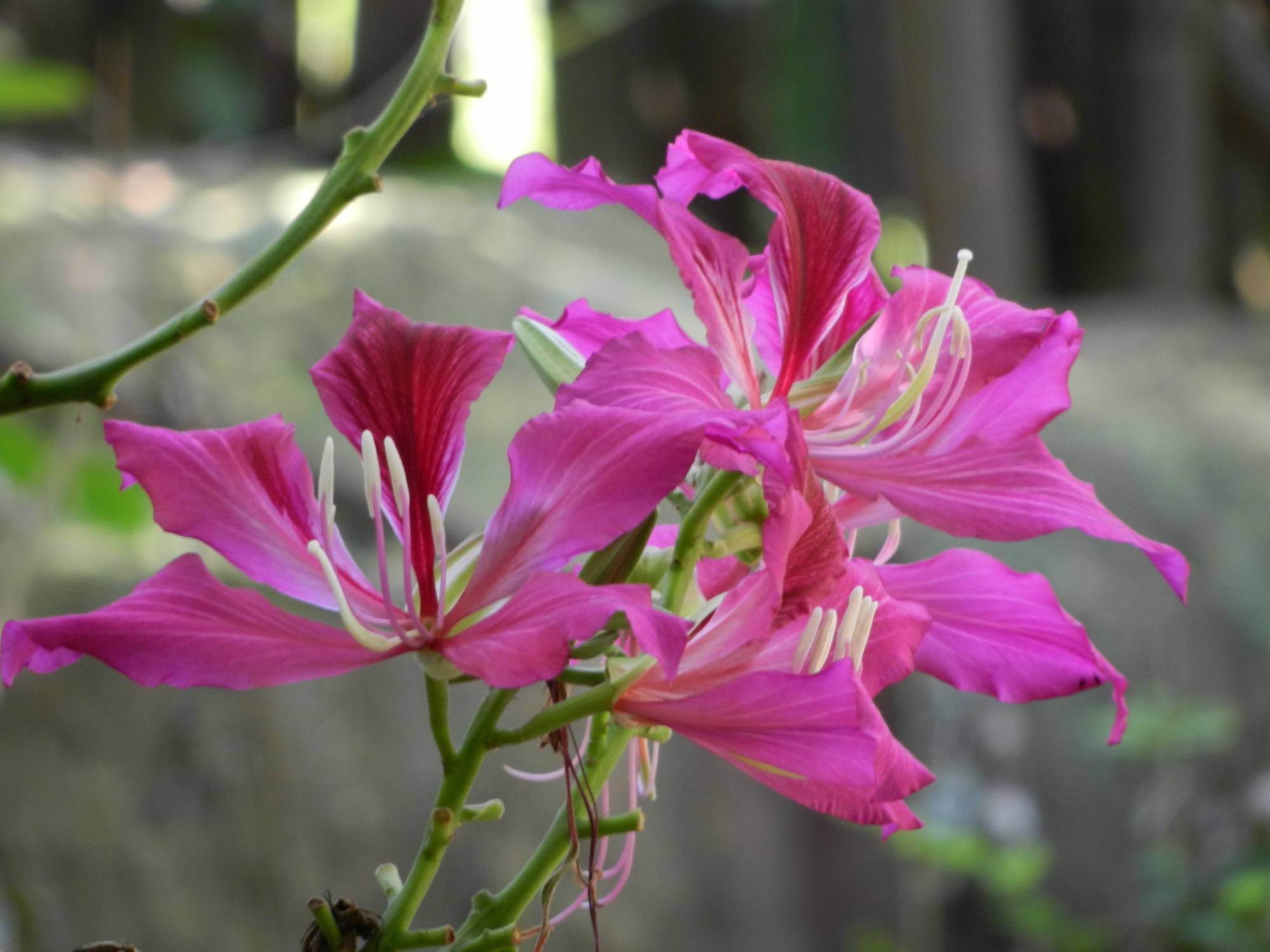 Maharaja Trek Flower