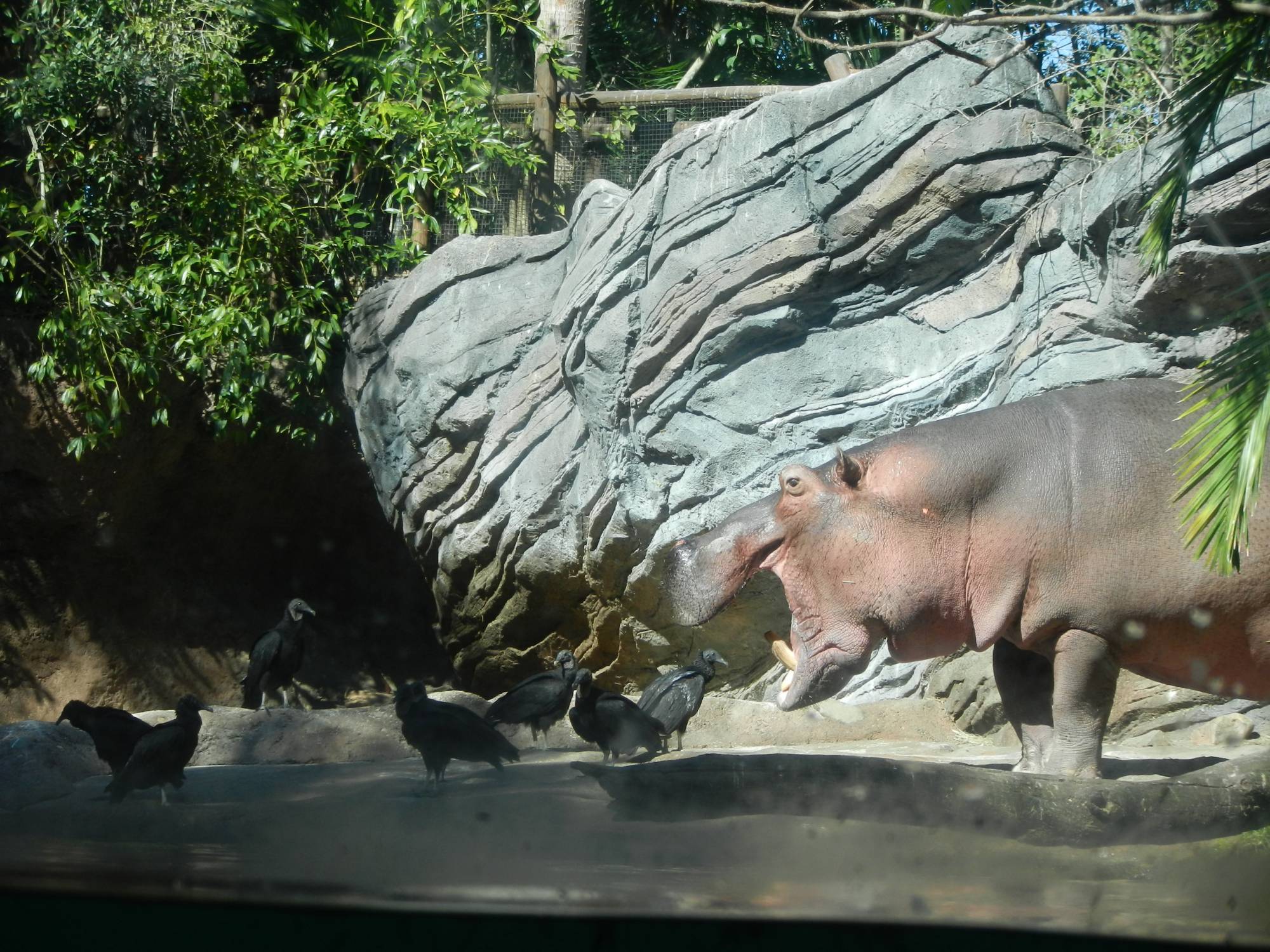 Hippo on the Maharajah Trek
