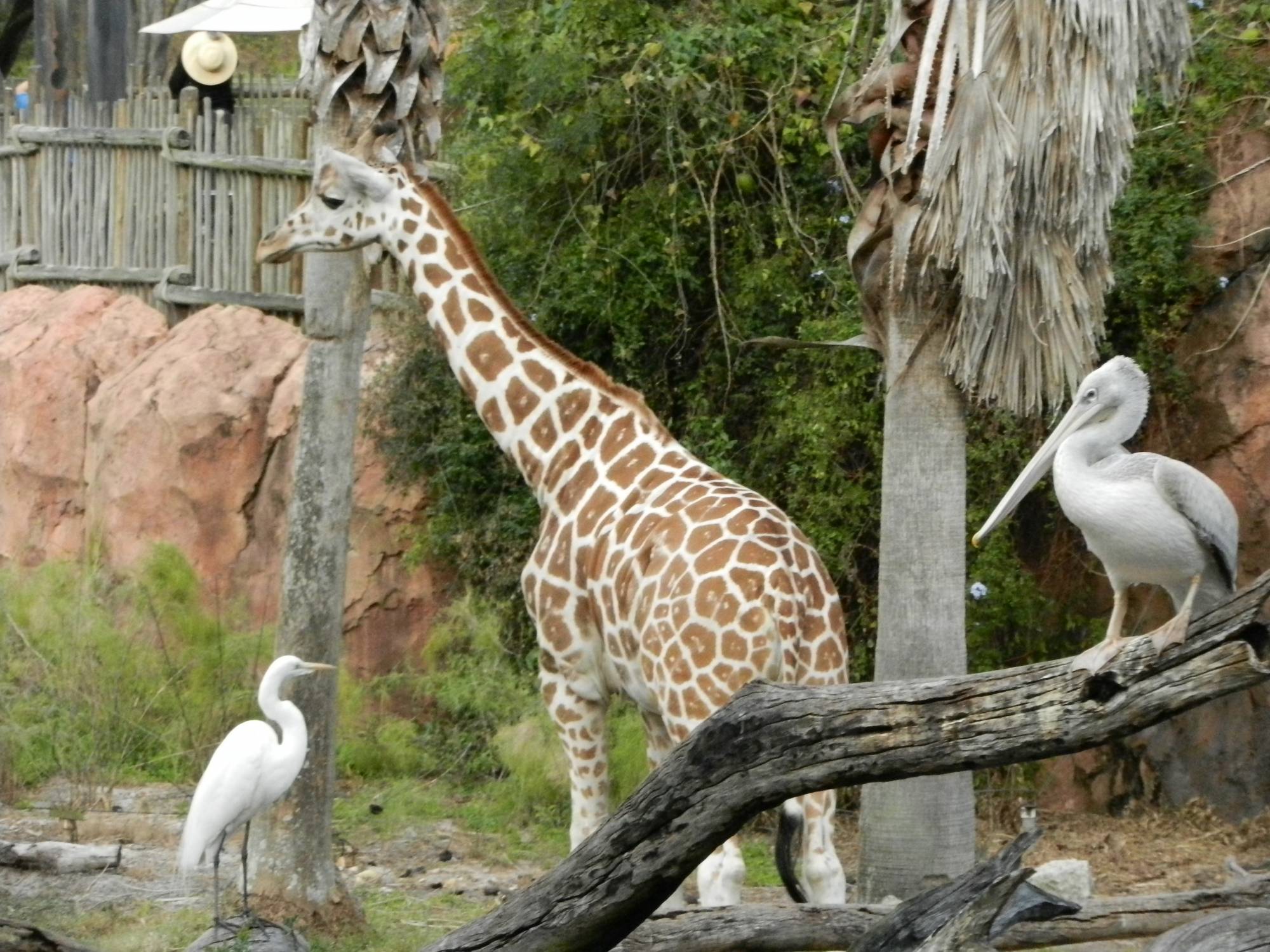 Giraffe deciding an escape was not possible