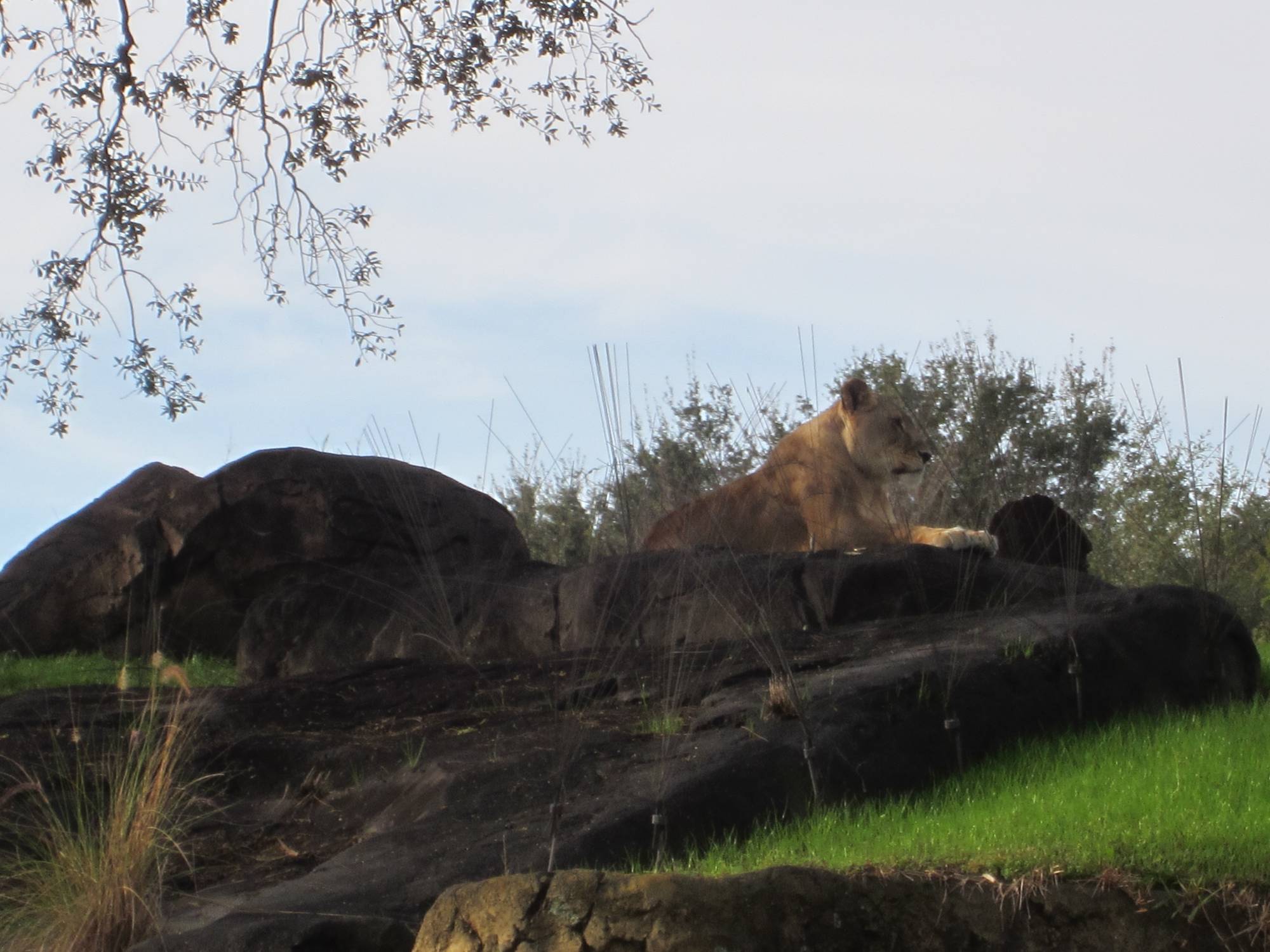 Watching over the pride lands