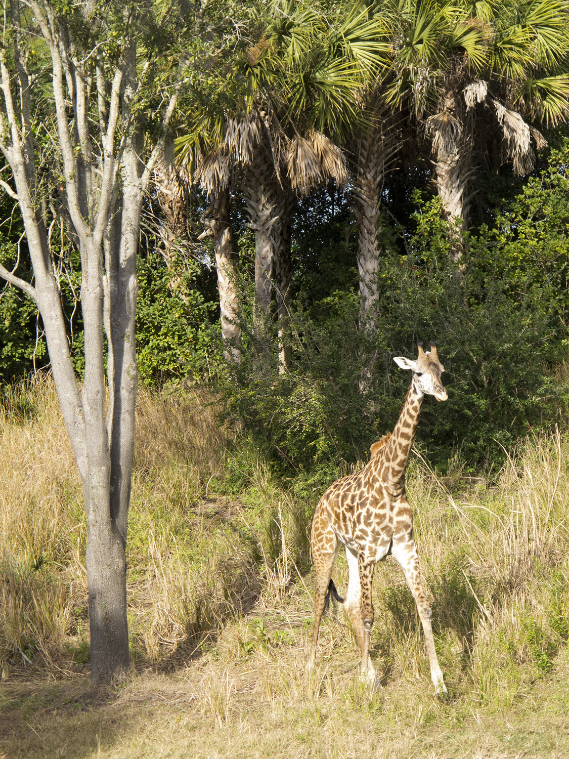 Animal Kingdom - Kilimanjaro Safaris