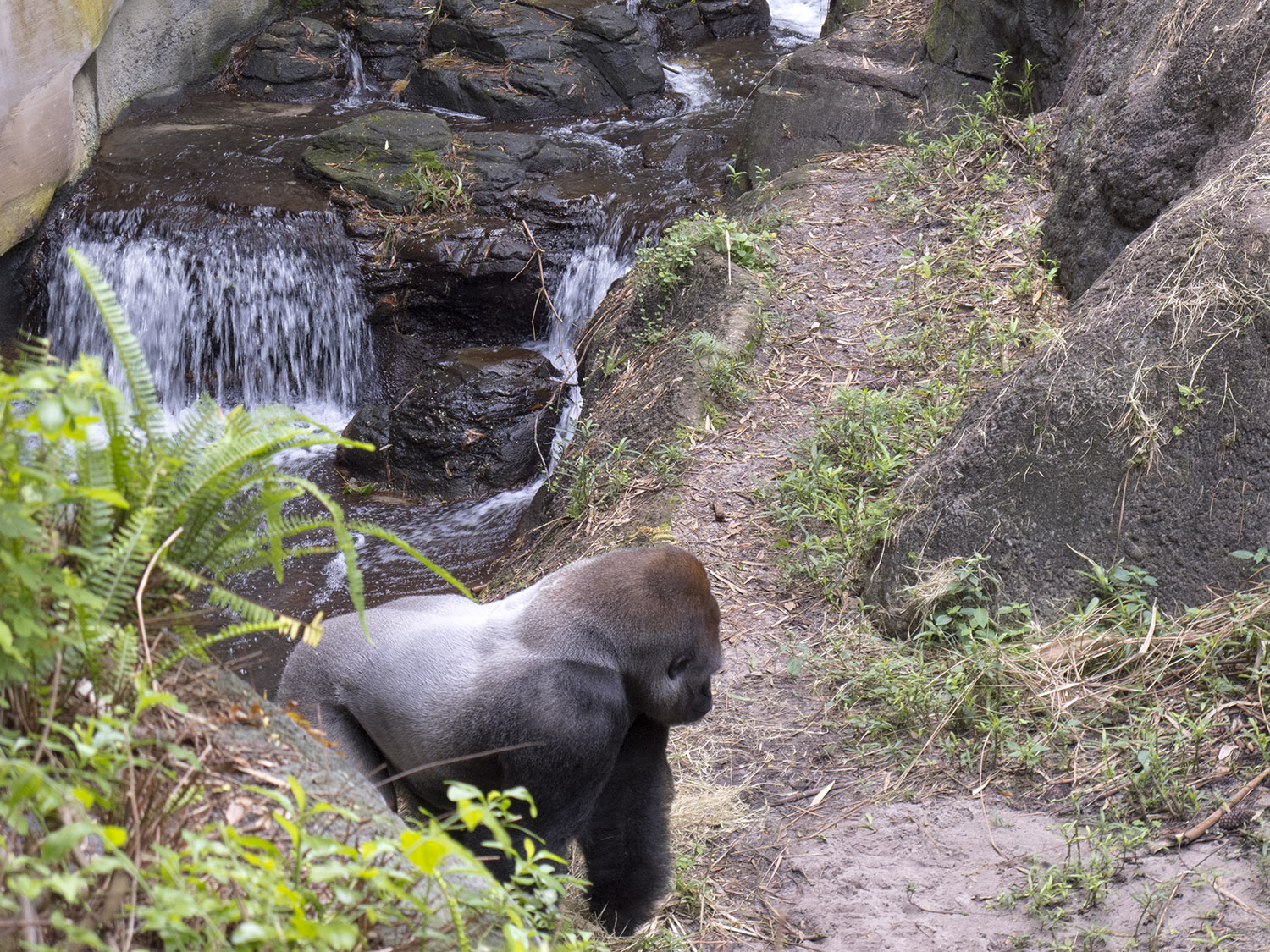 Animal Kingdom - Africa