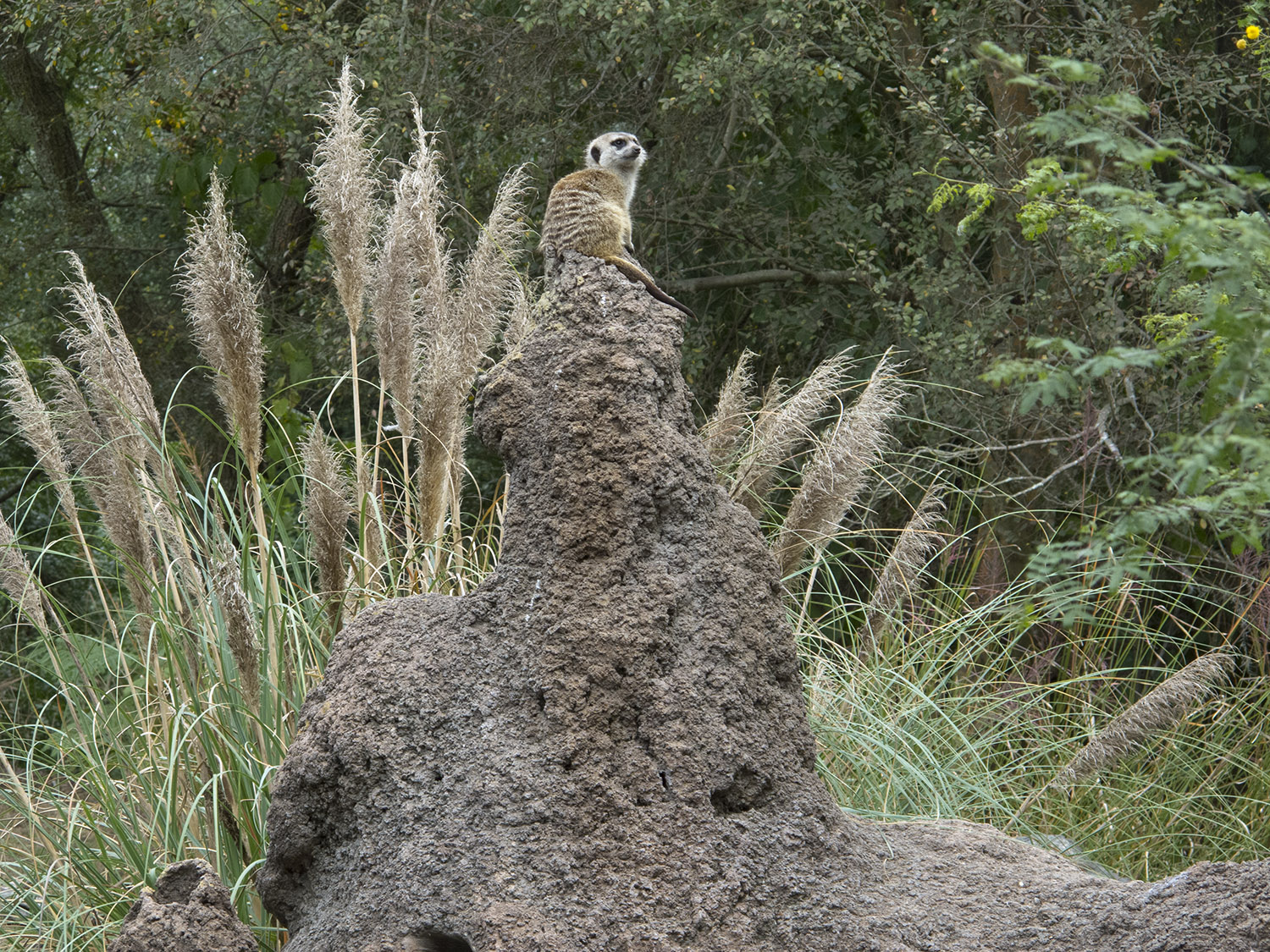 Animal Kingdom - Pangani Forest