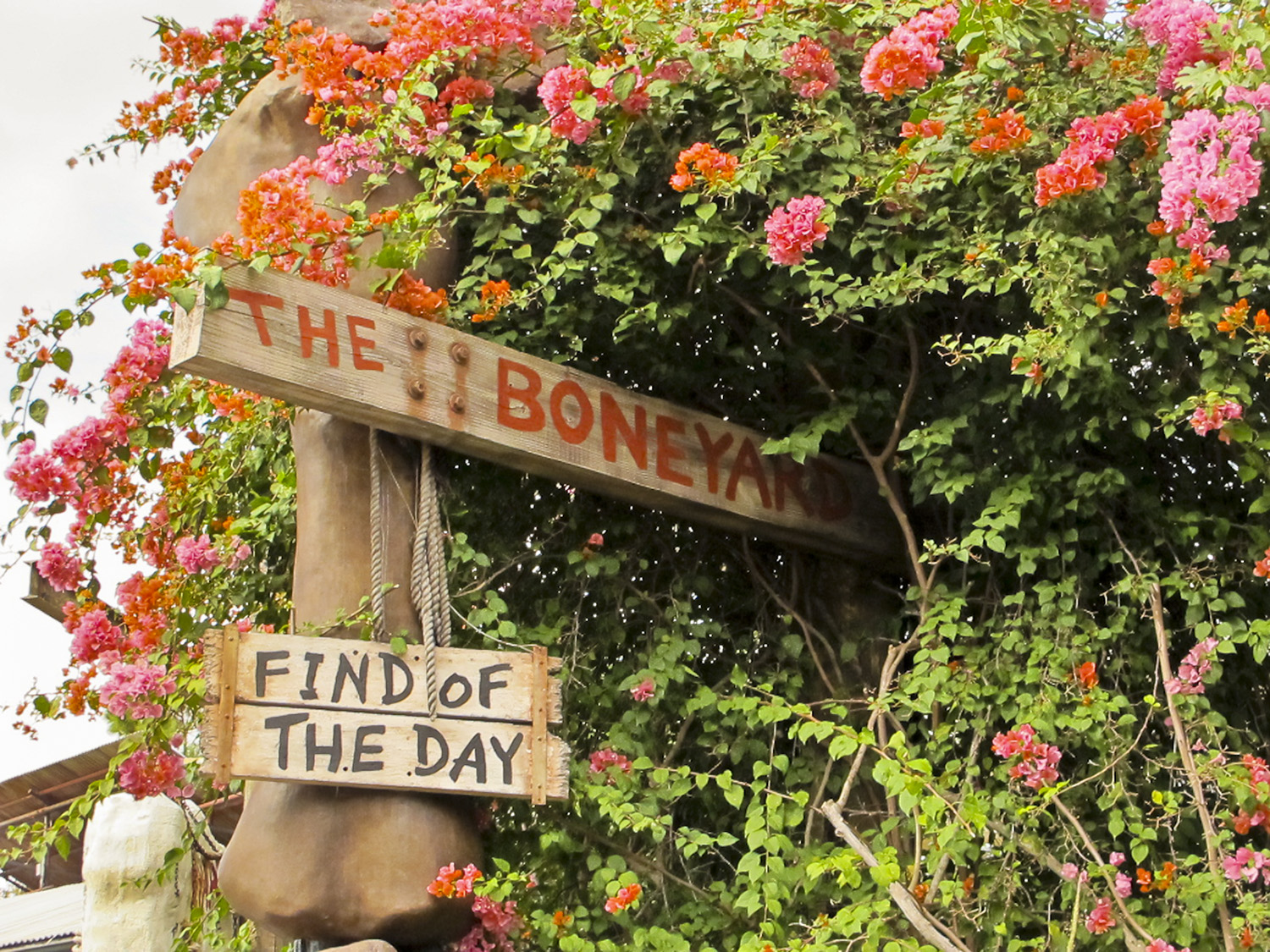 Animal Kingdom - Boneyard