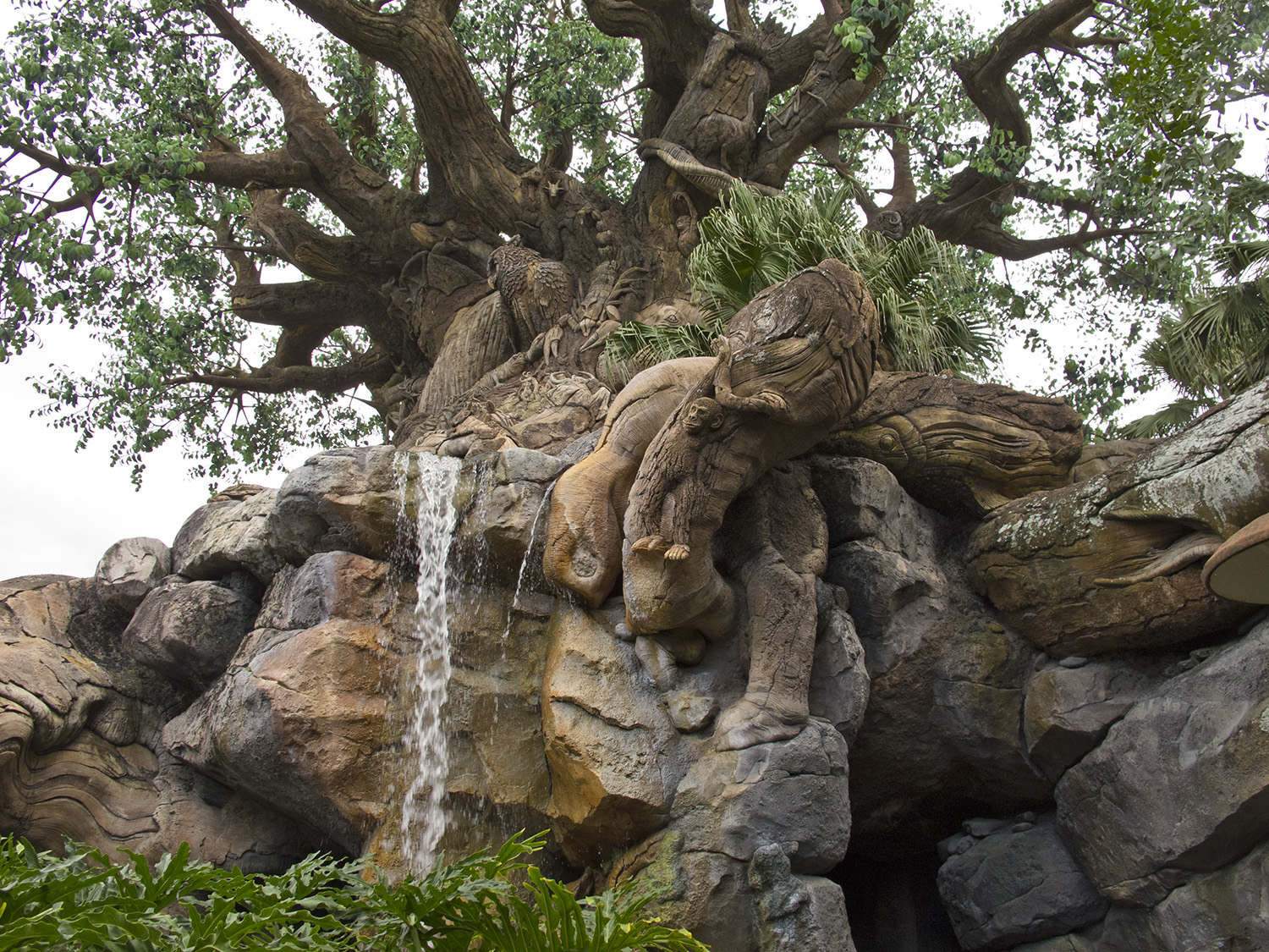 Animal Kingdom - Discovery Island