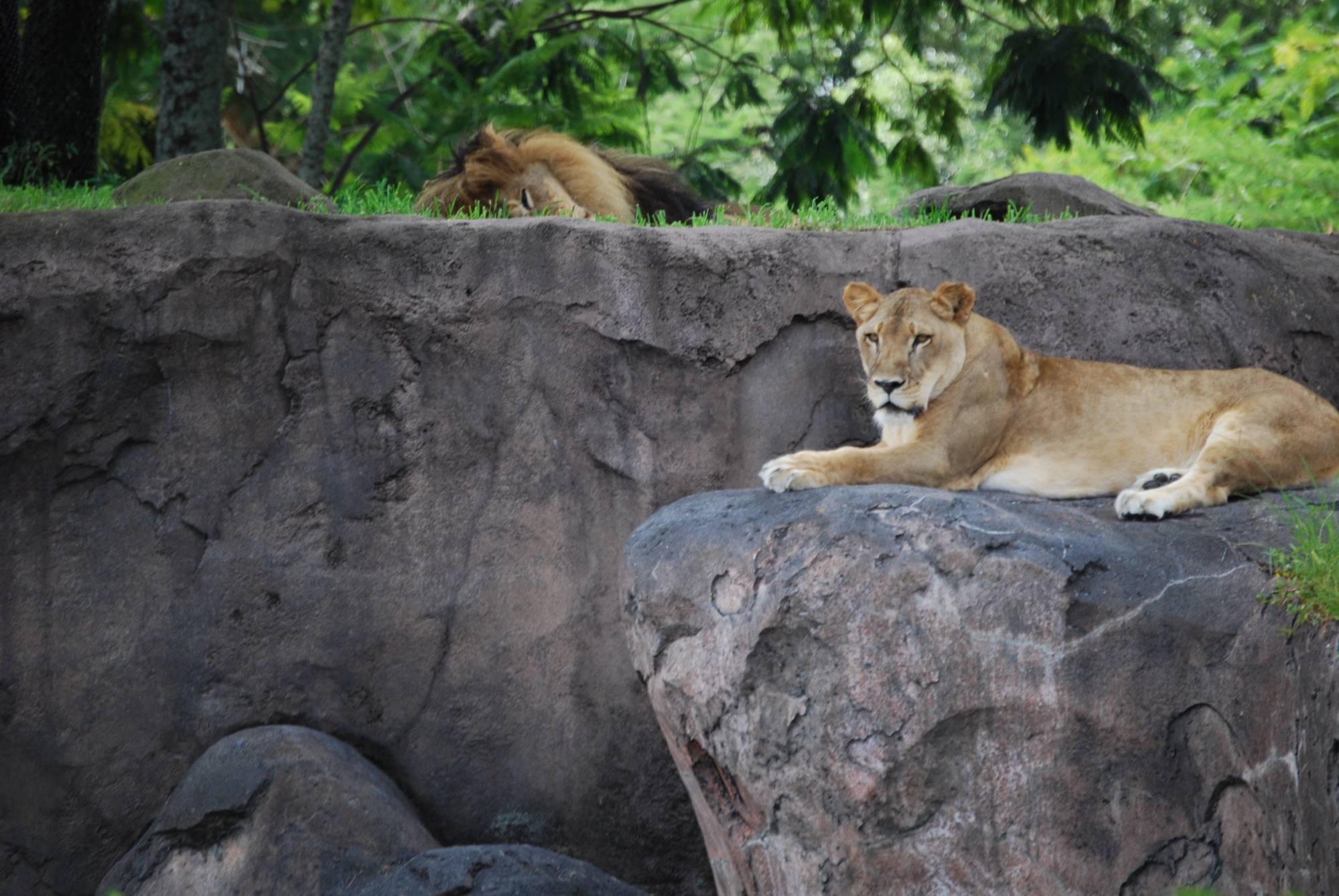 Lions in Animal Kingdom