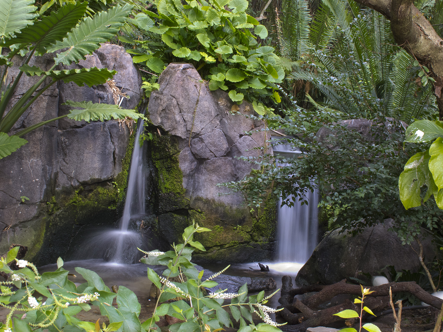 Animal Kingdom - The Oasis