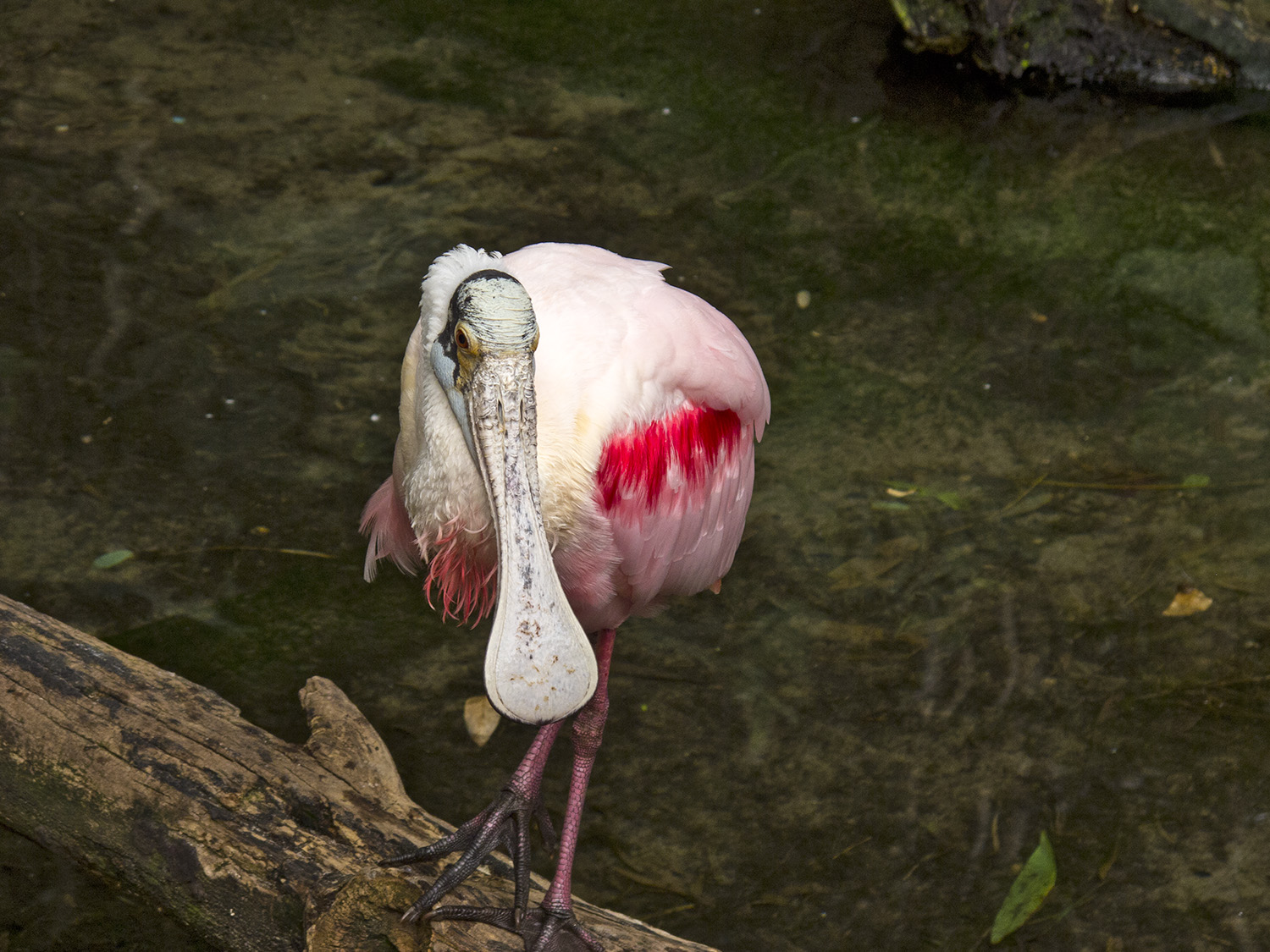 Animal Kingdom - The Oasis